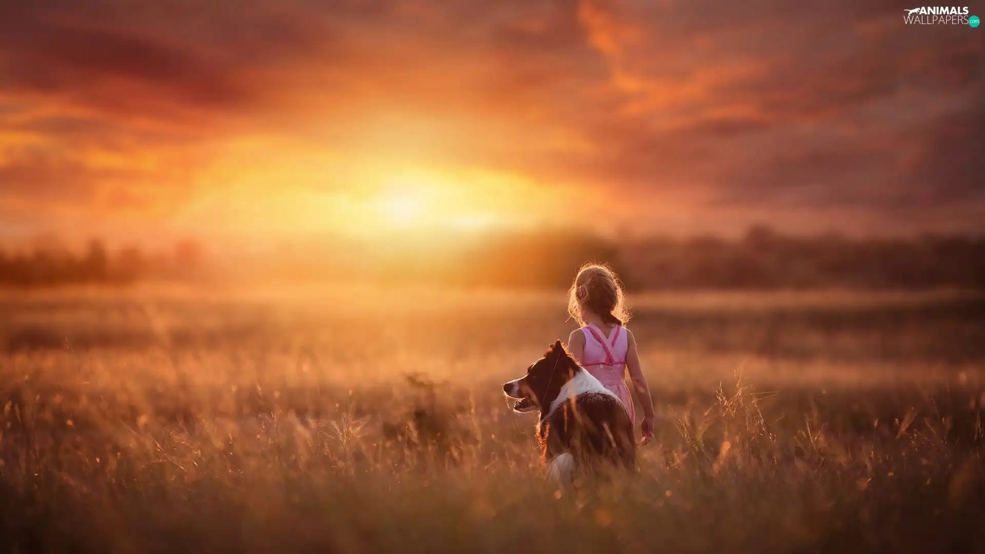 dog, Kid, Great Sunsets, Sky, Meadow, girl