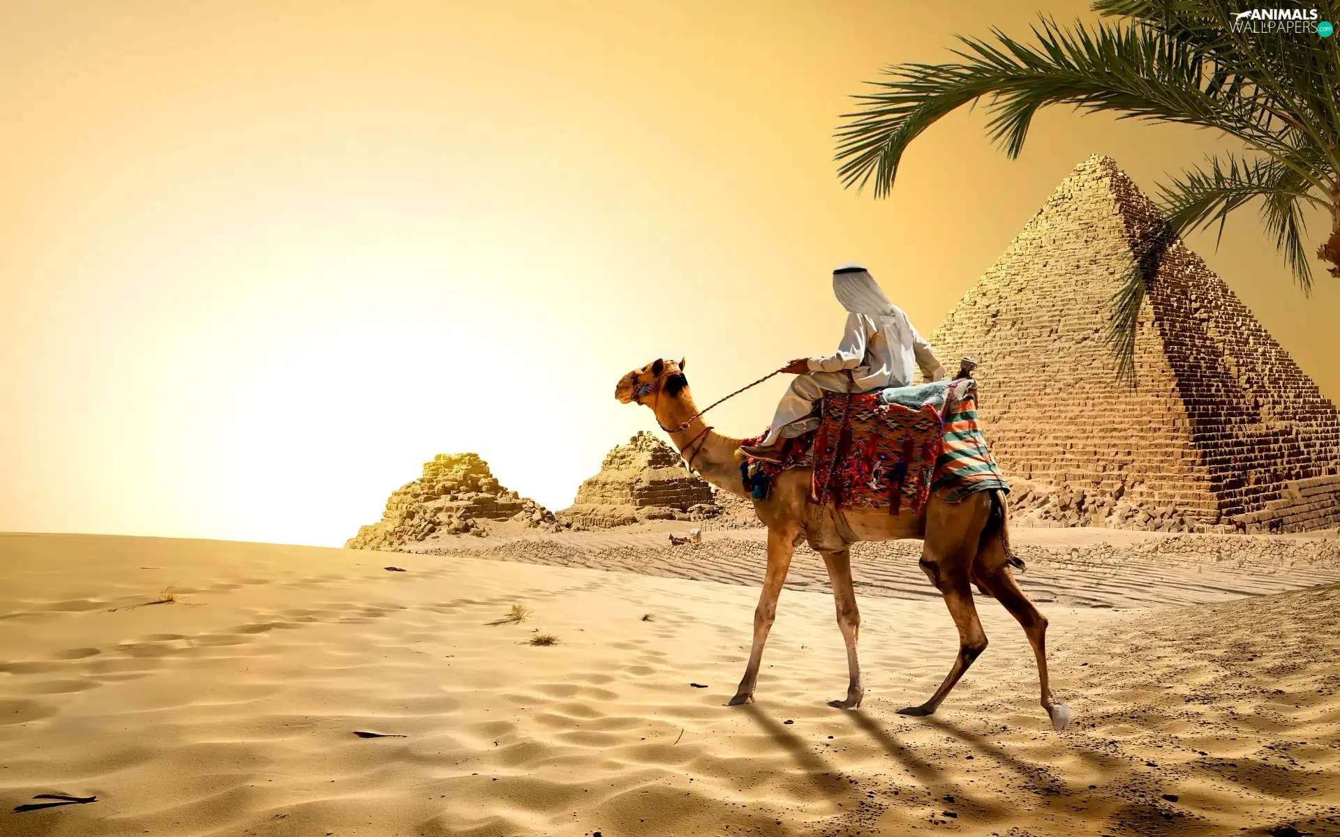 Sand, Camel, Palm, Pyramid, Egypt, Desert, Great Sunsets