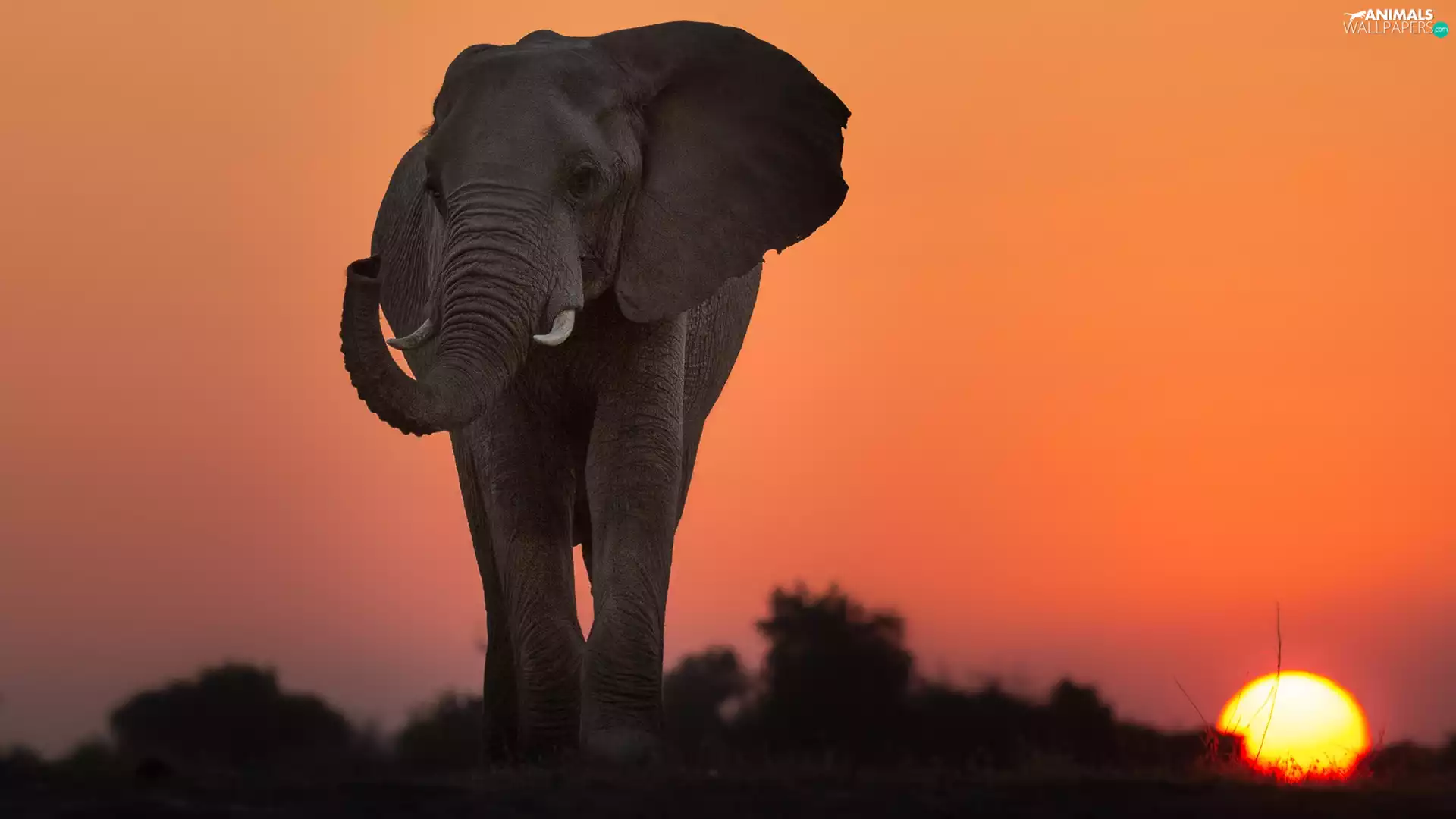 African Elephant, Great Sunsets, Sky, savanna