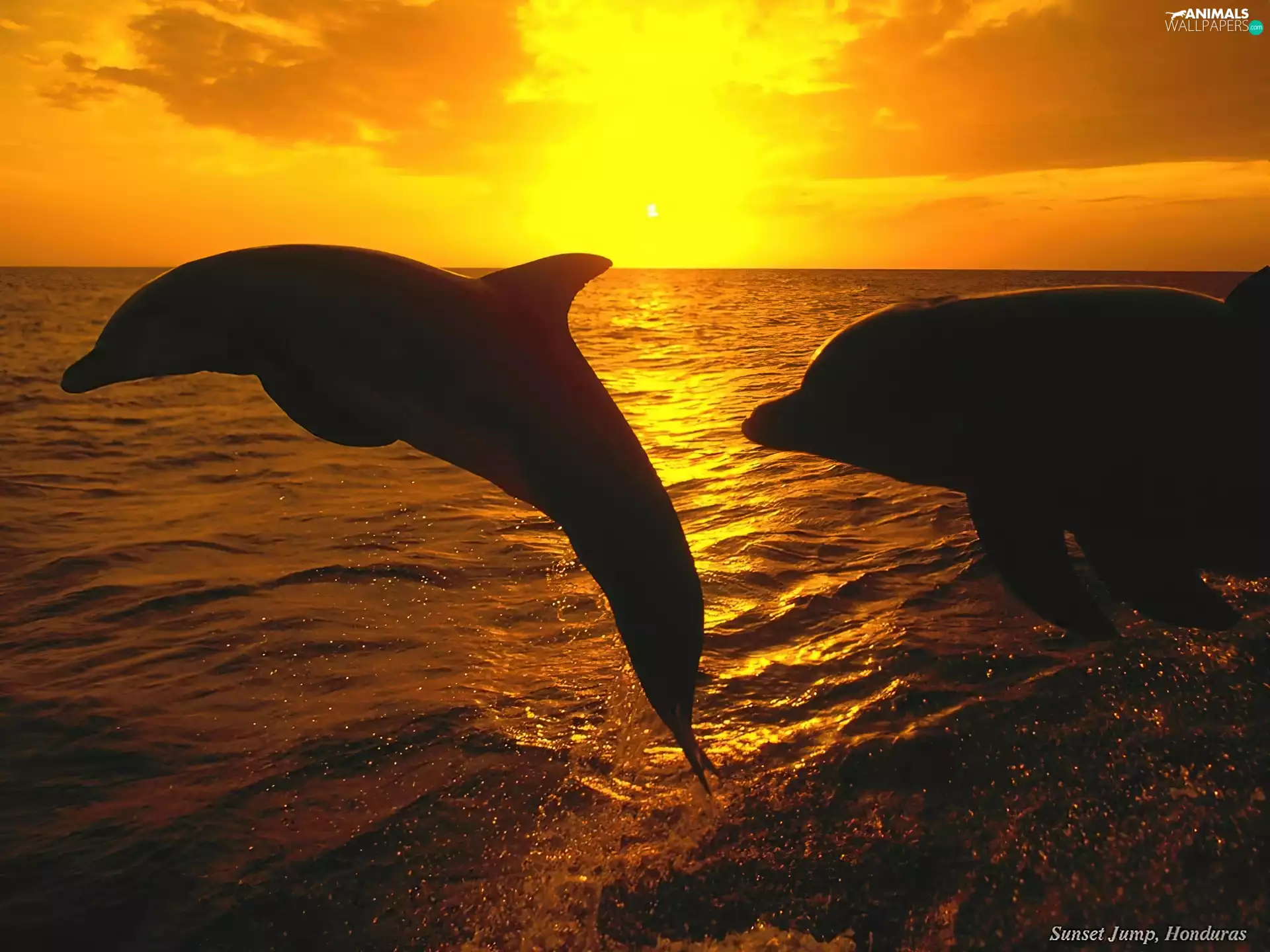 sea, dolphins, Great Sunsets