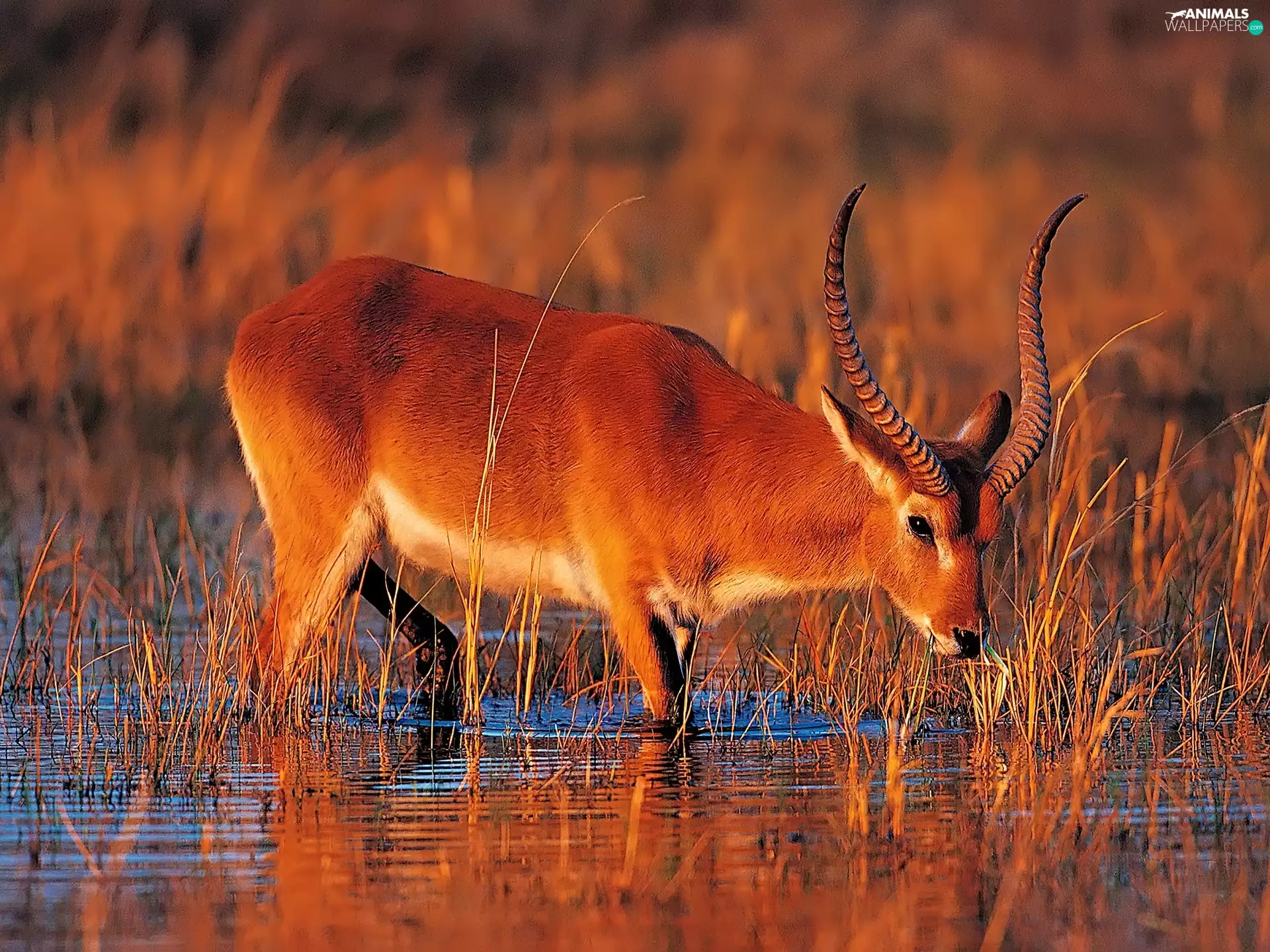 swamp, Antelope, Great Sunsets