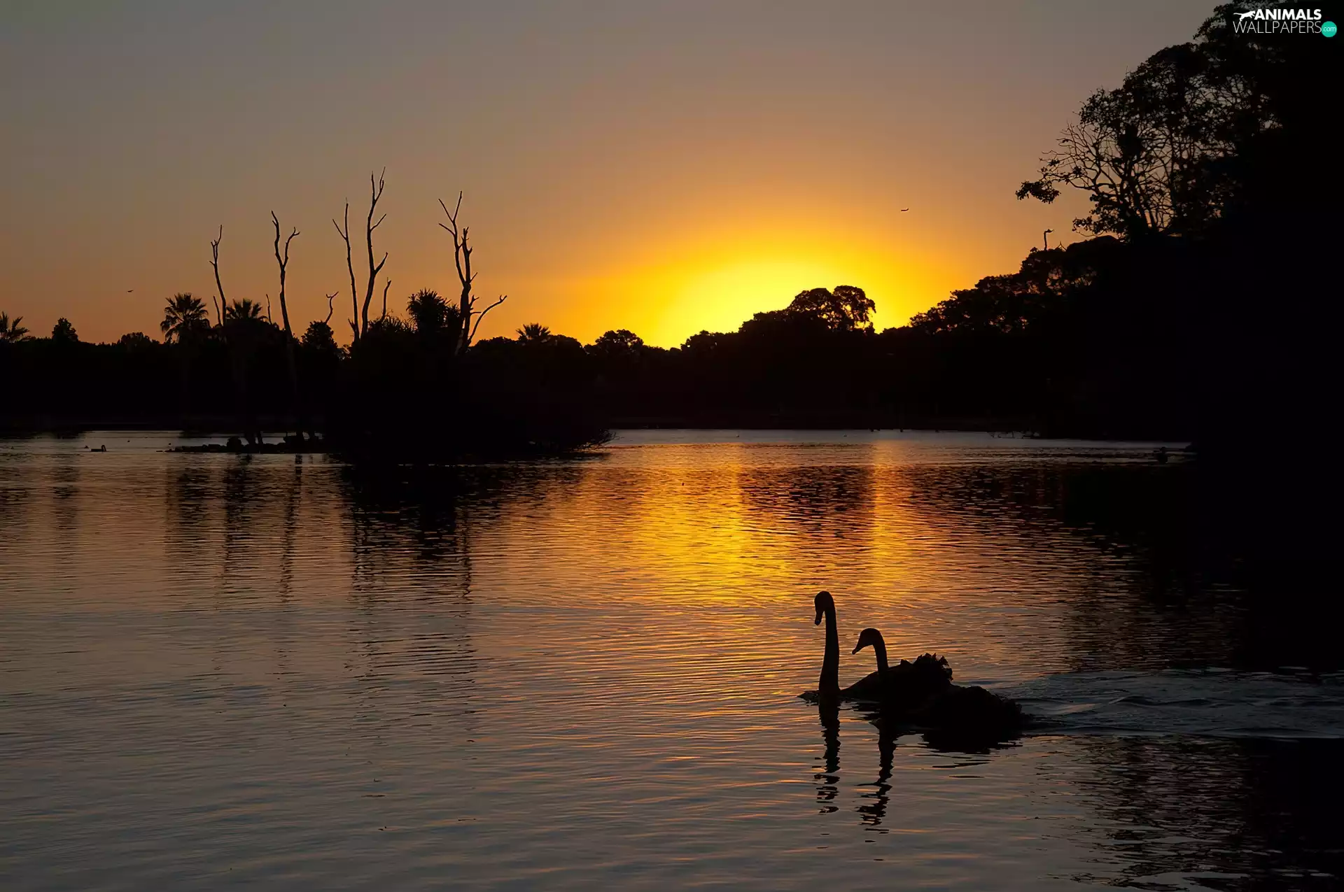 Swan, lake, Great Sunsets