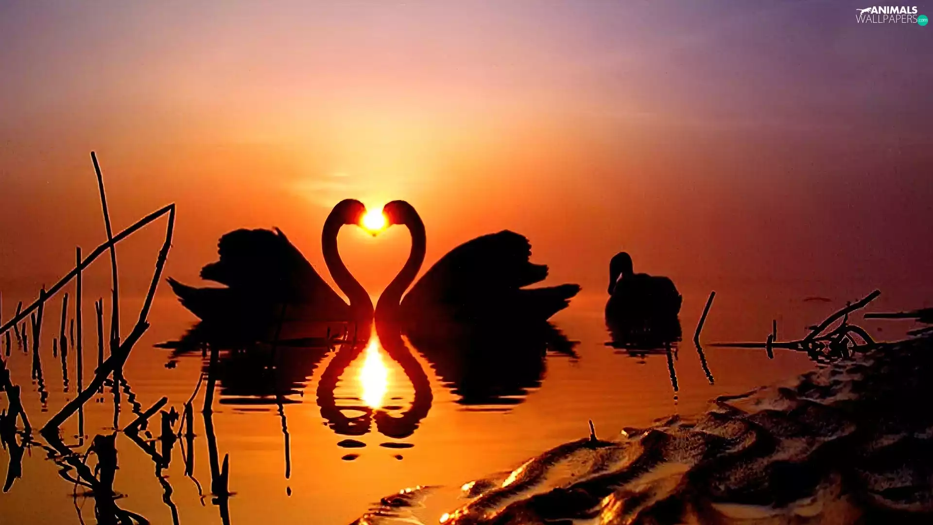 Swan, lake, Great Sunsets