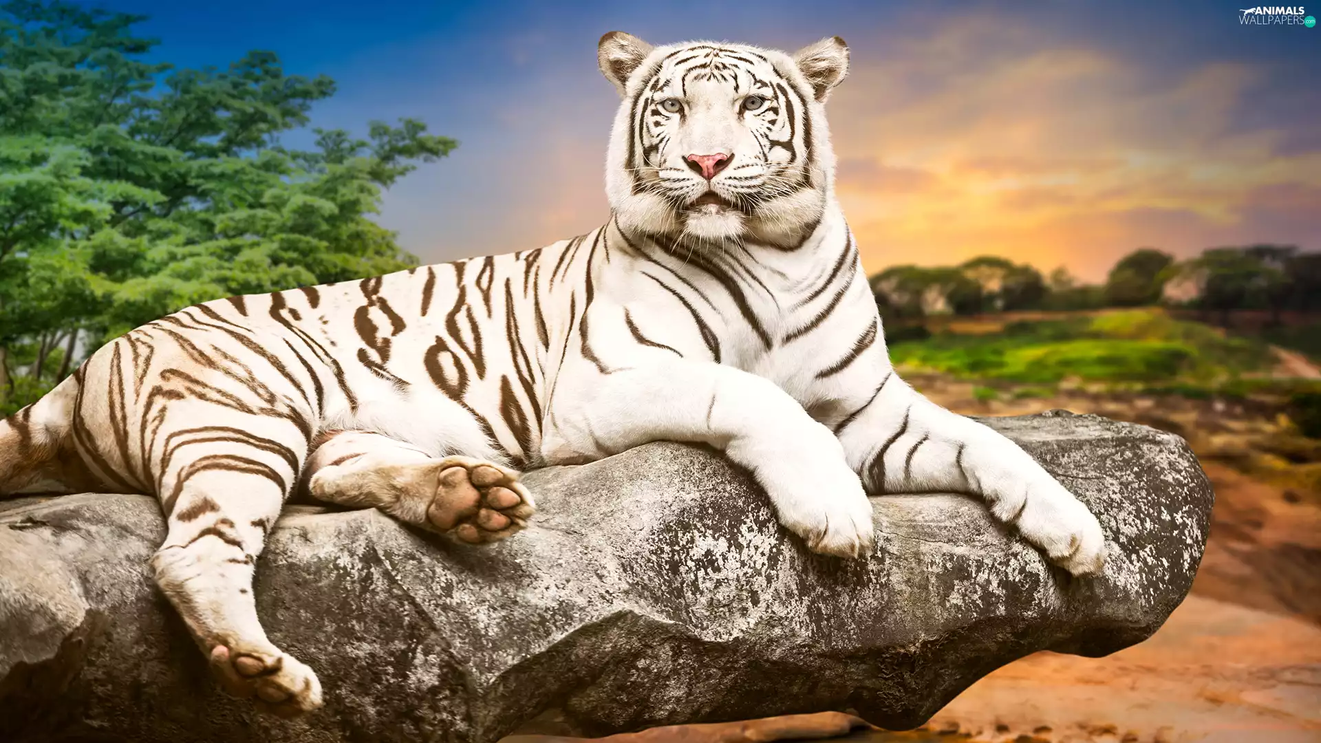 Stone, tiger, viewes, Rocks, White, trees, Great Sunsets