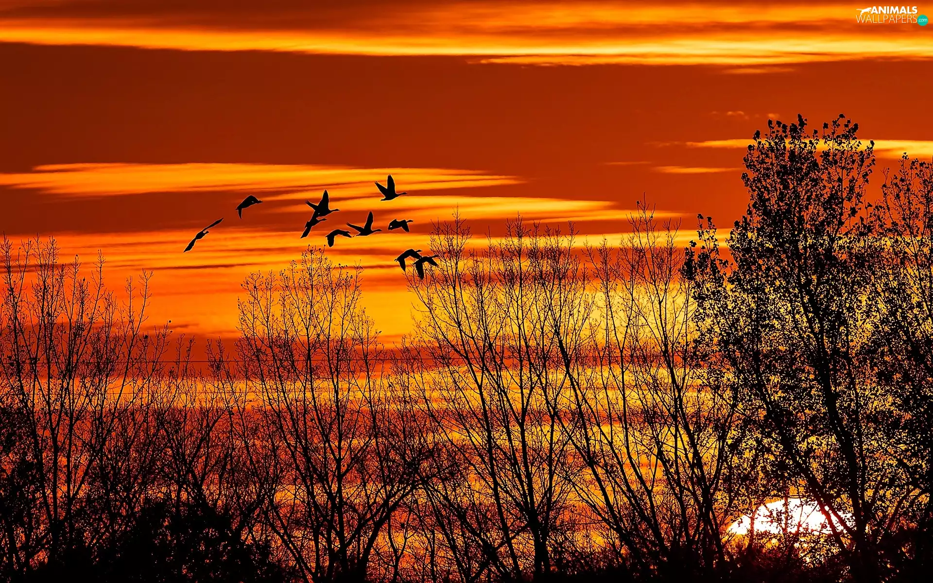 Great Sunsets, viewes, birds, trees