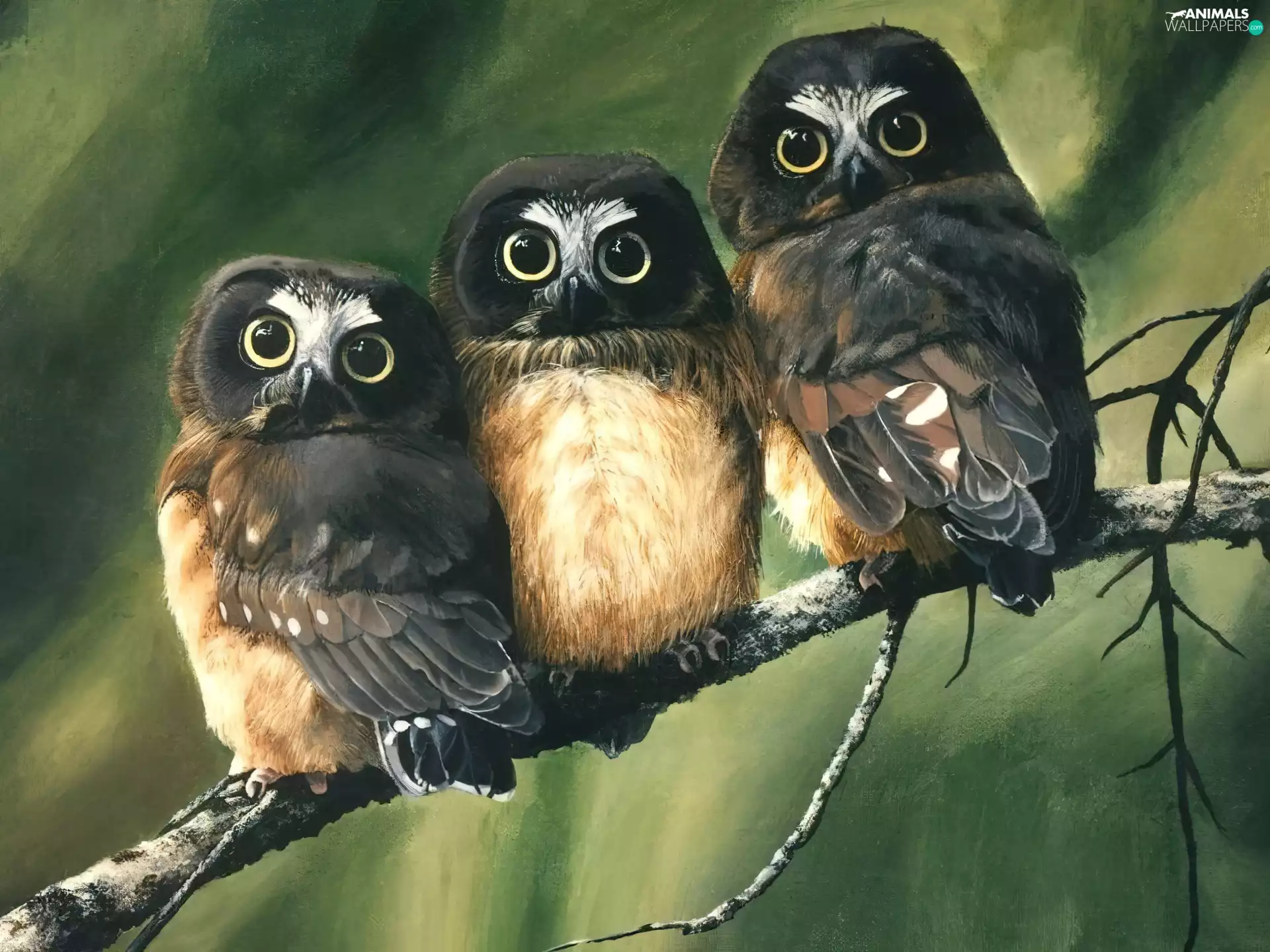 surprise, Owls, branch