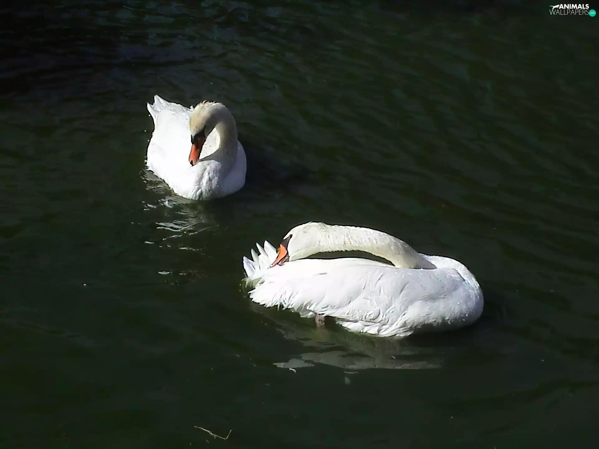 Swan