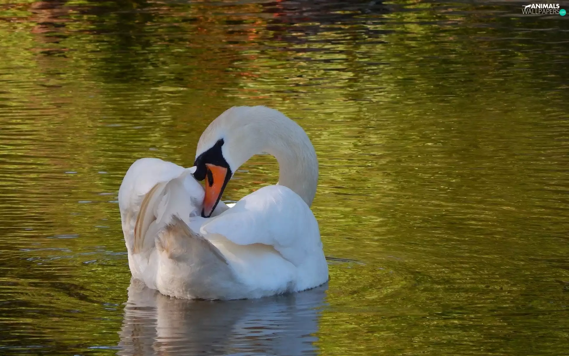 swan