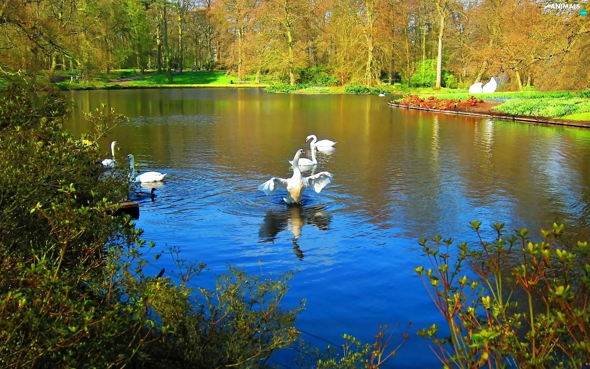 Park, Swan, autumn, Pond - car