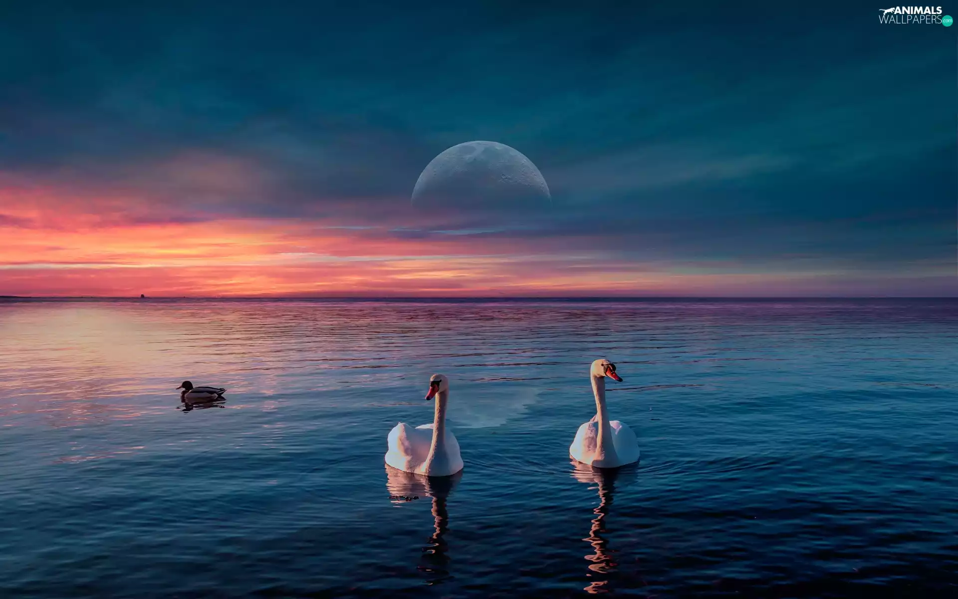 Swan, birds, duck, sea, moon, photomontage, clouds, Sky, Sunrise