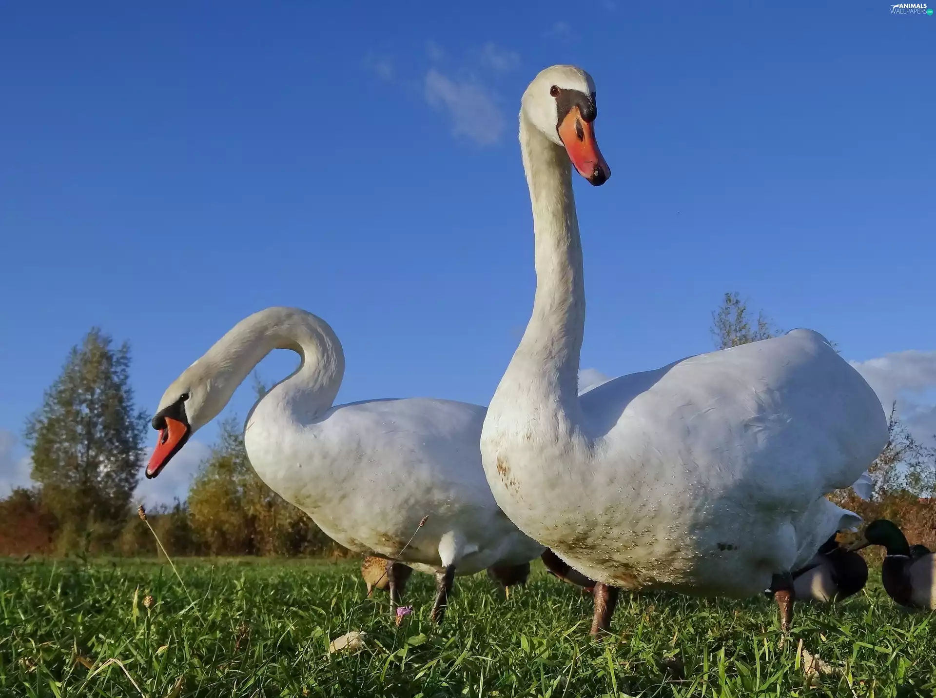 grass, Two cars, Swan