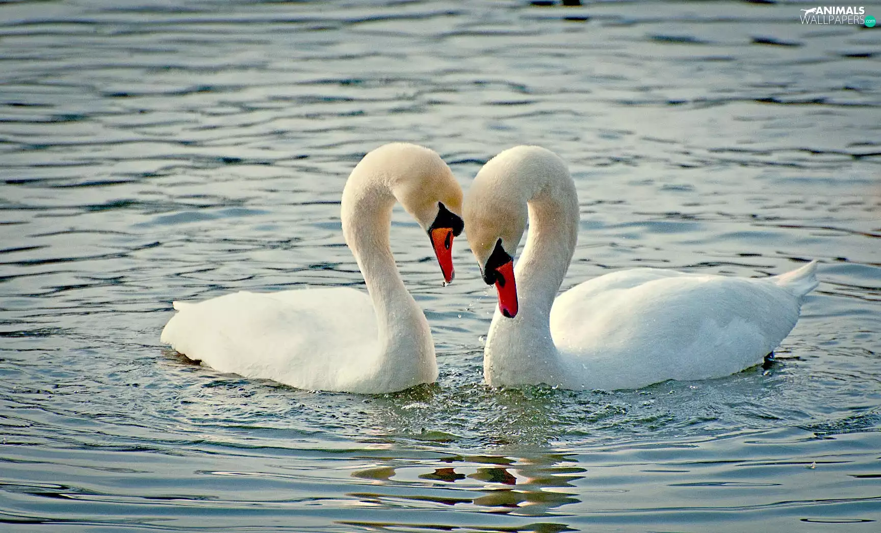 Swan, lake