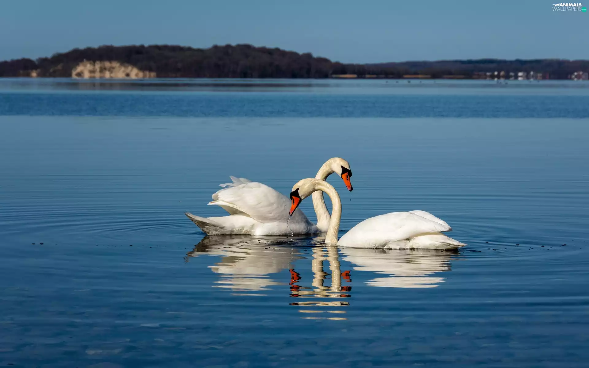 lake, Two cars, Swan