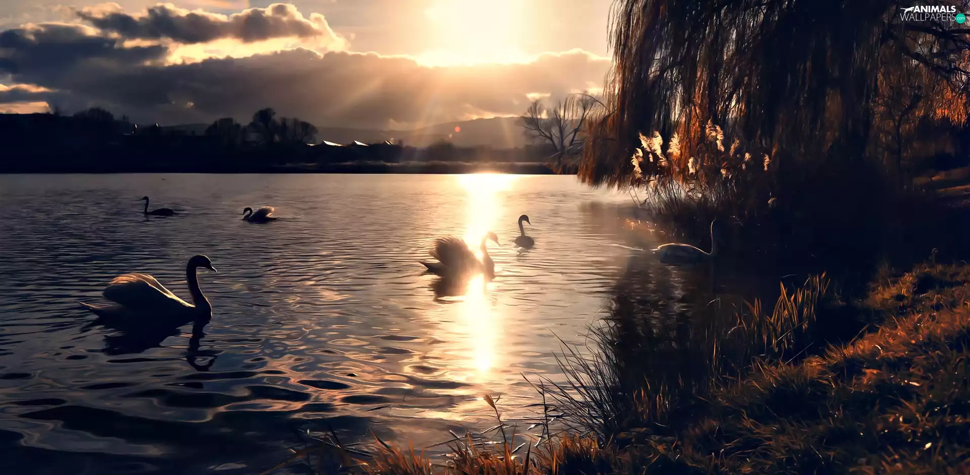 Swan, Sunrise, lake