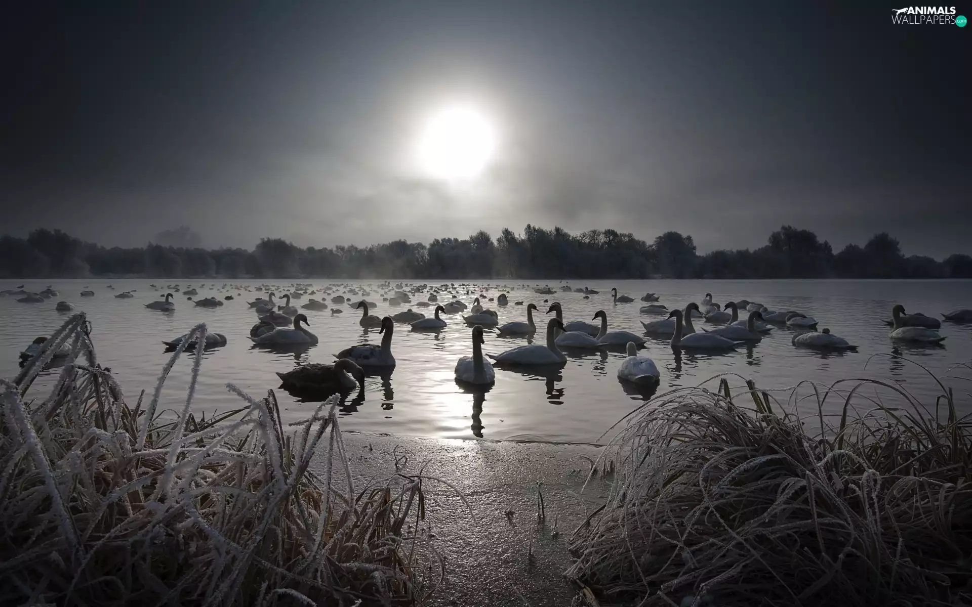 Swan, winter, lake