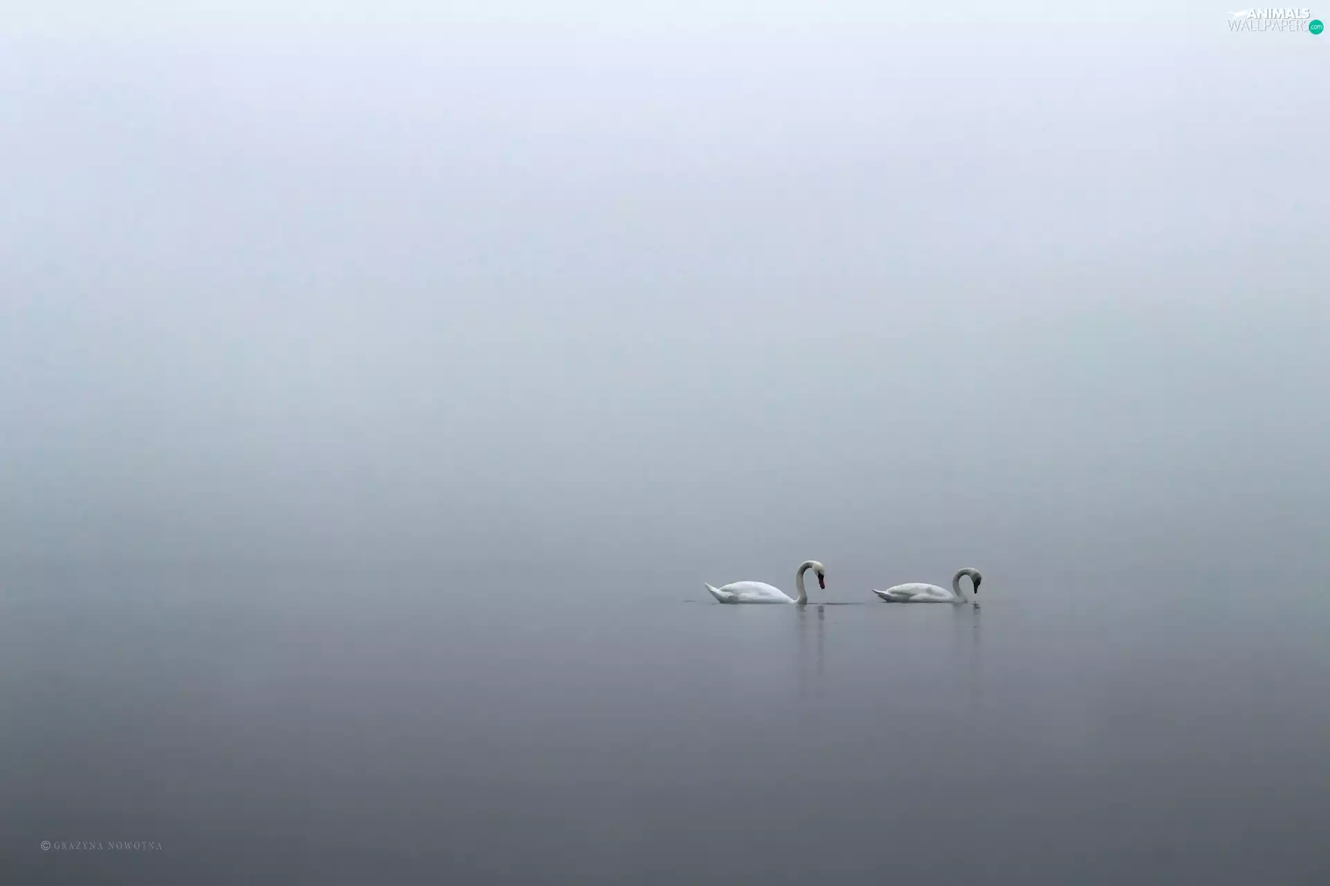 Swan, Minimalism