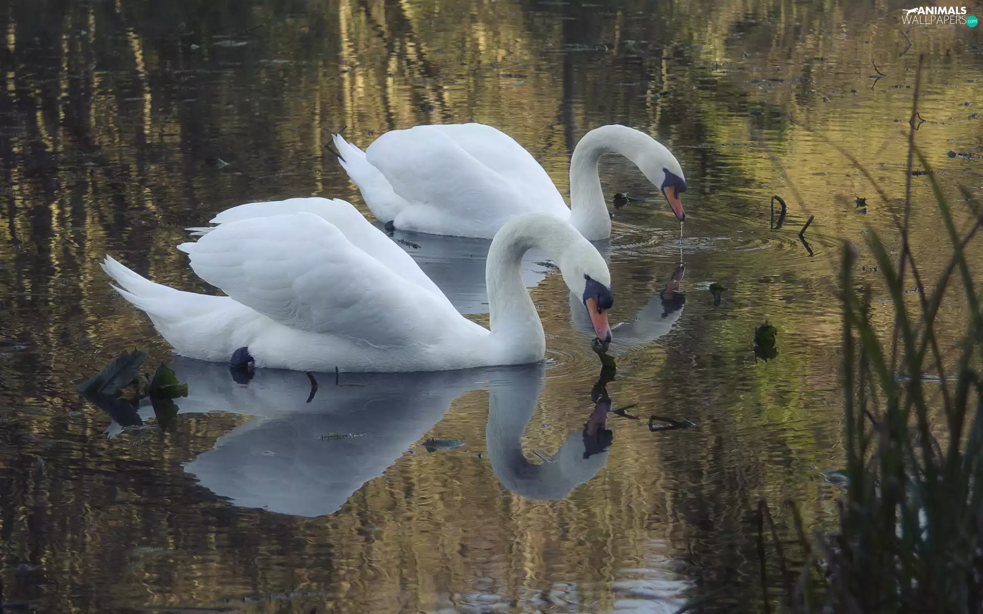 reflection, Two cars, Swan