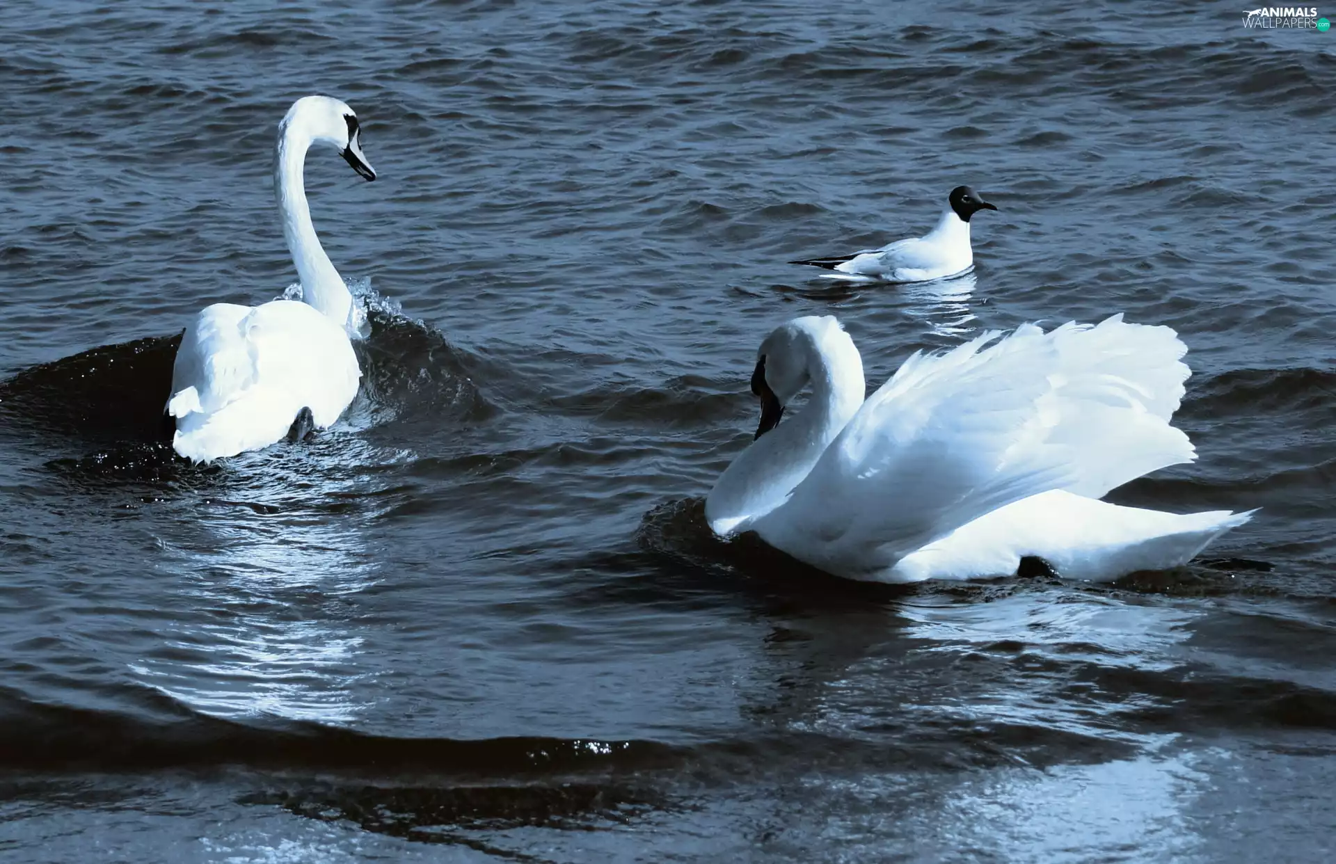 Swan, seagull