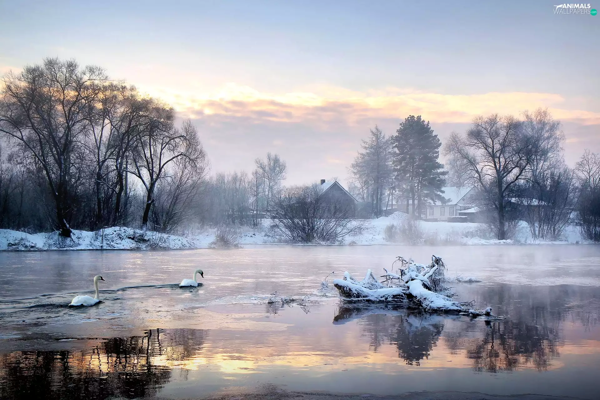 viewes, Swan, snow, trees, lake