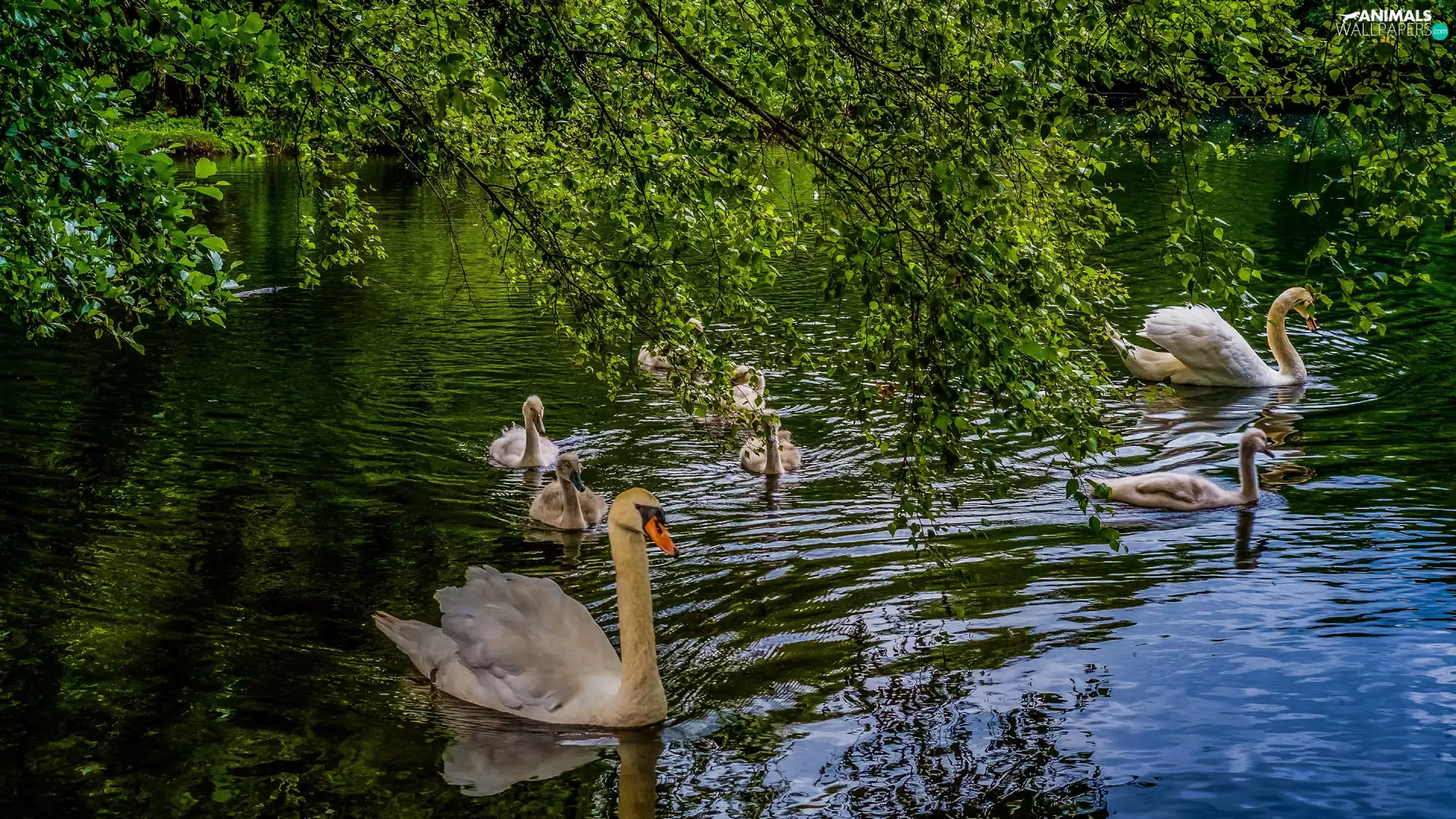 water, birds, trees, branch pics, Pond - car, Swan