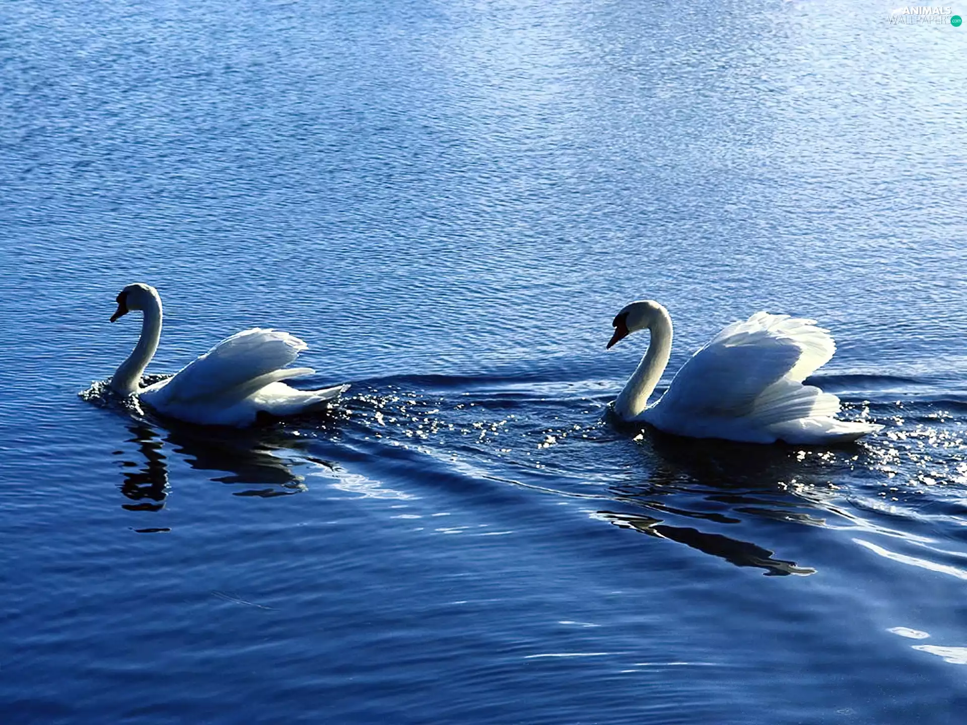 Swan, water