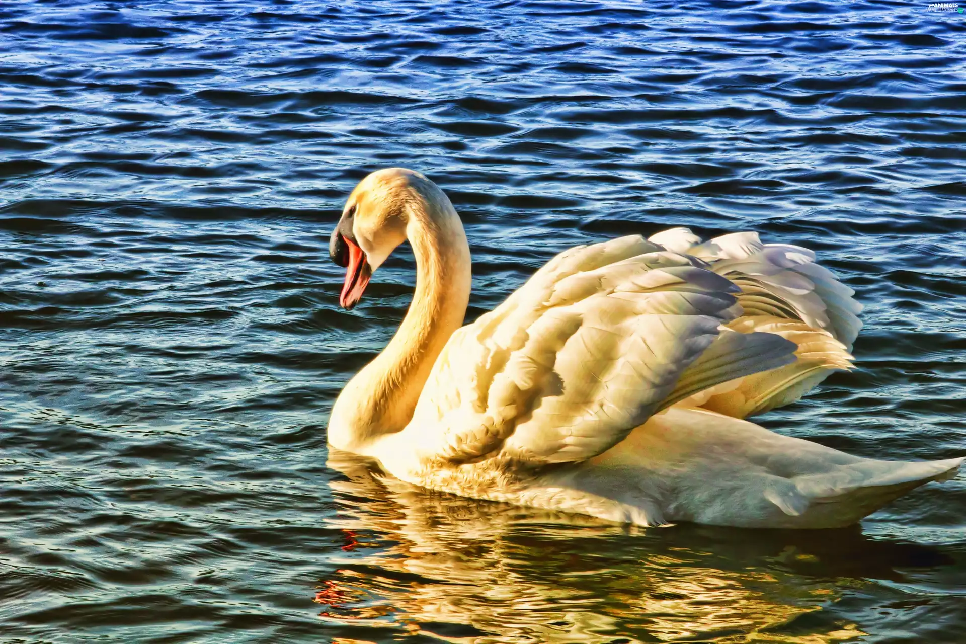 swan, water