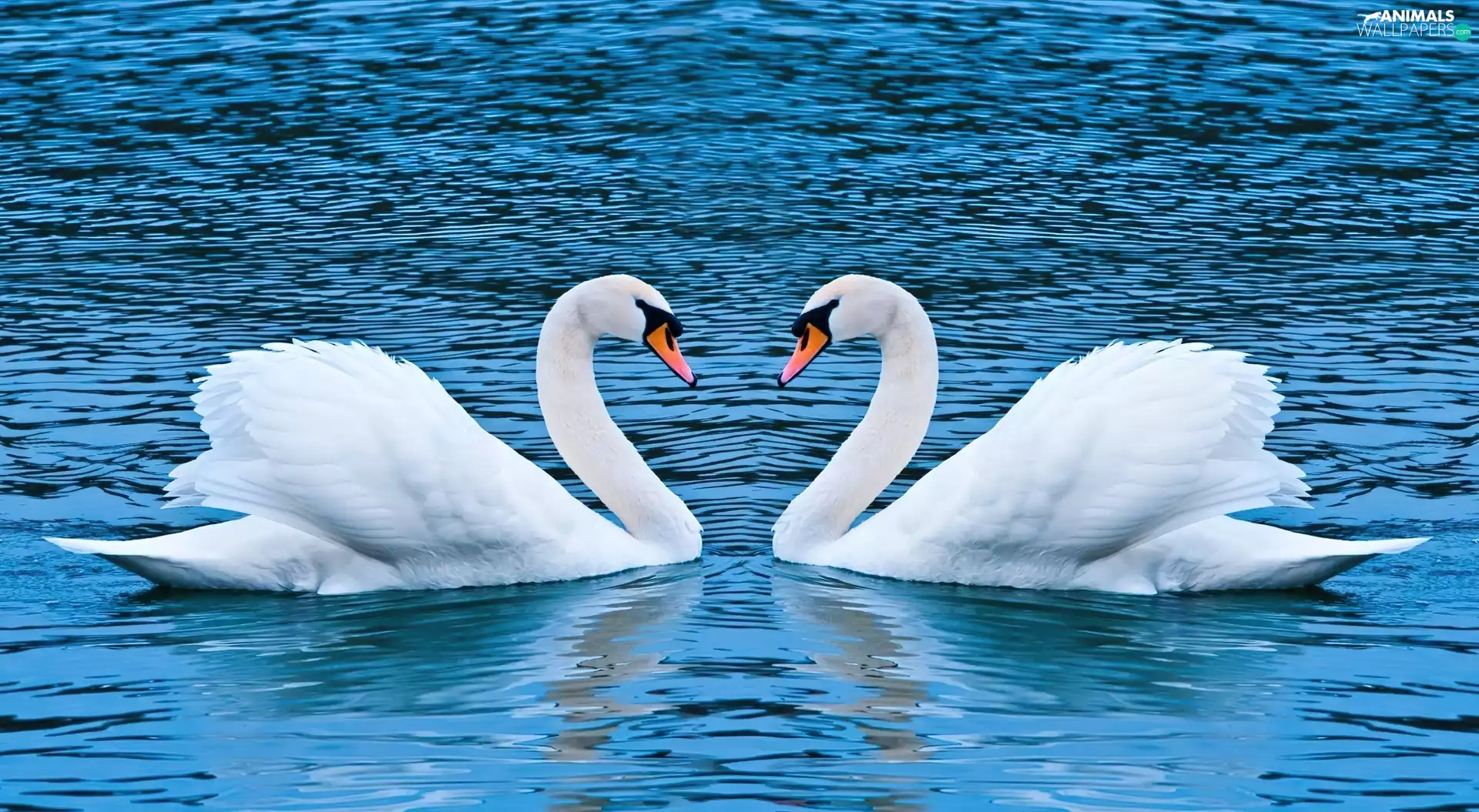 Swan, water