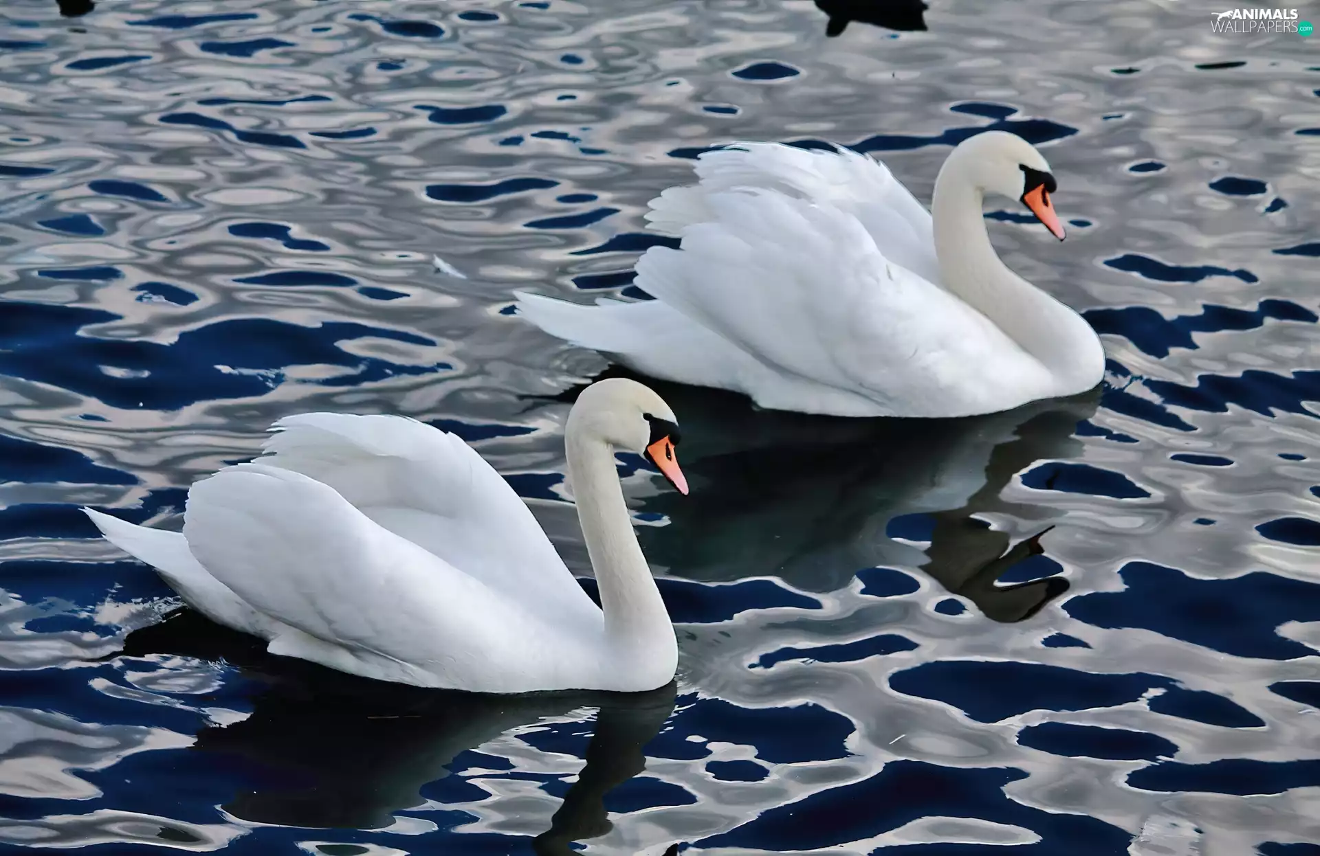 water, Two cars, Swan
