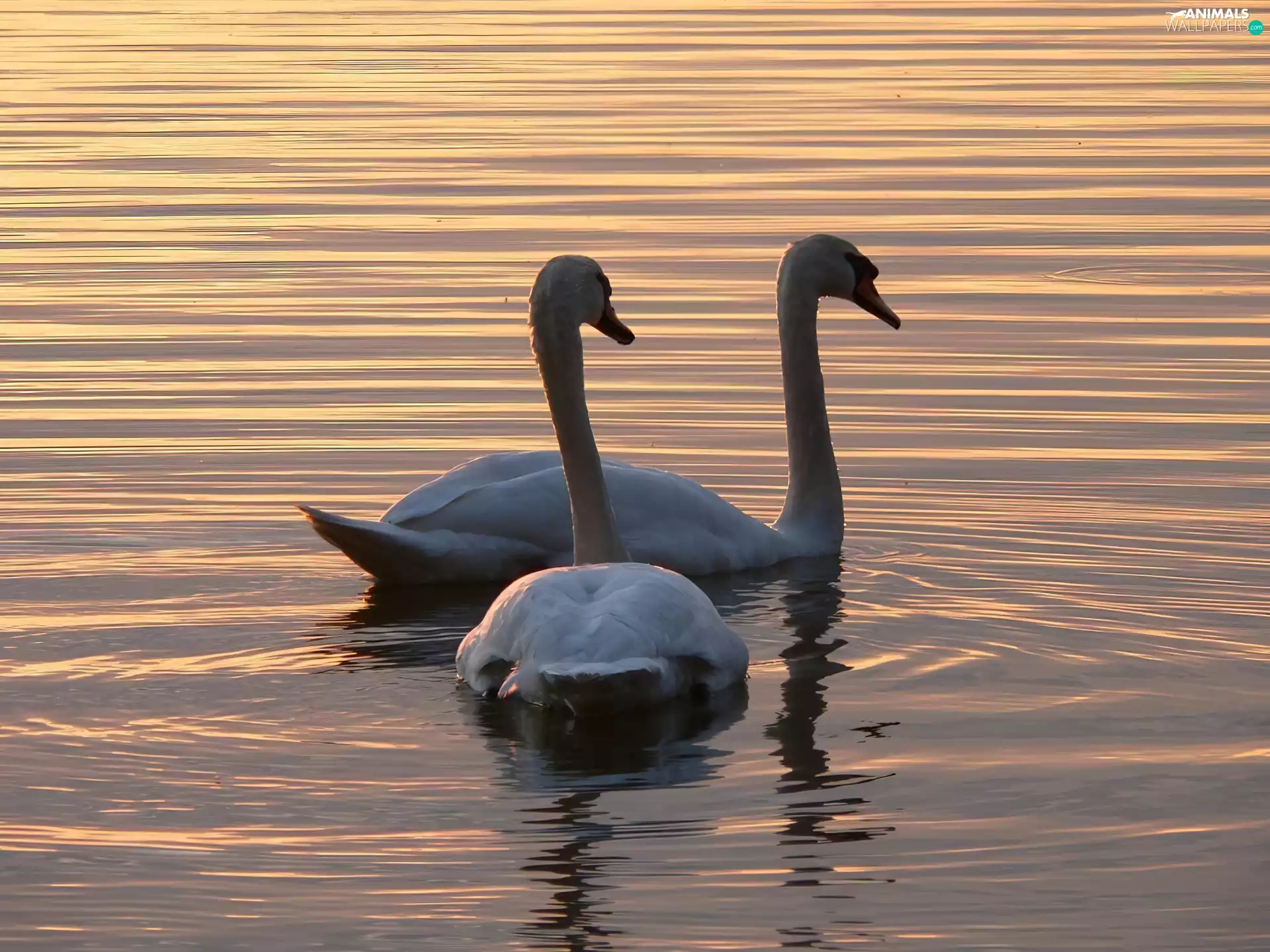water, Two cars, Swan