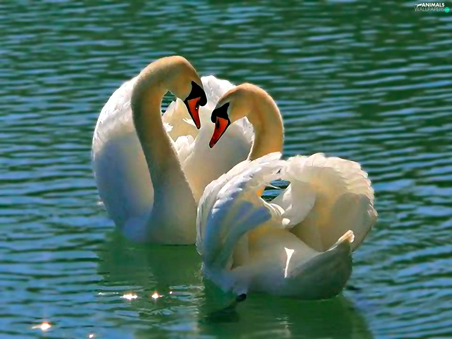 water, Two cars, Swan
