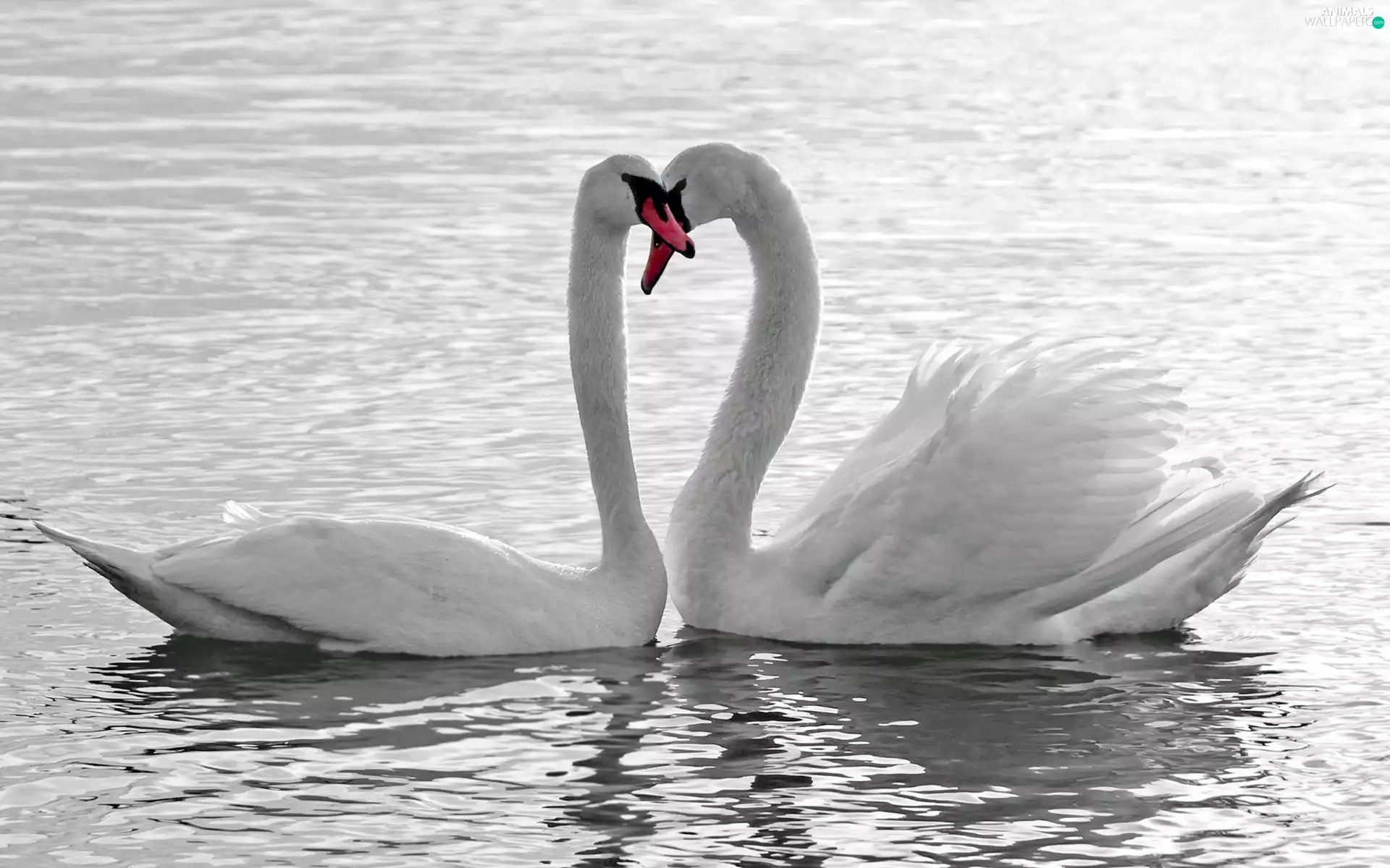 water, Two cars, Swan