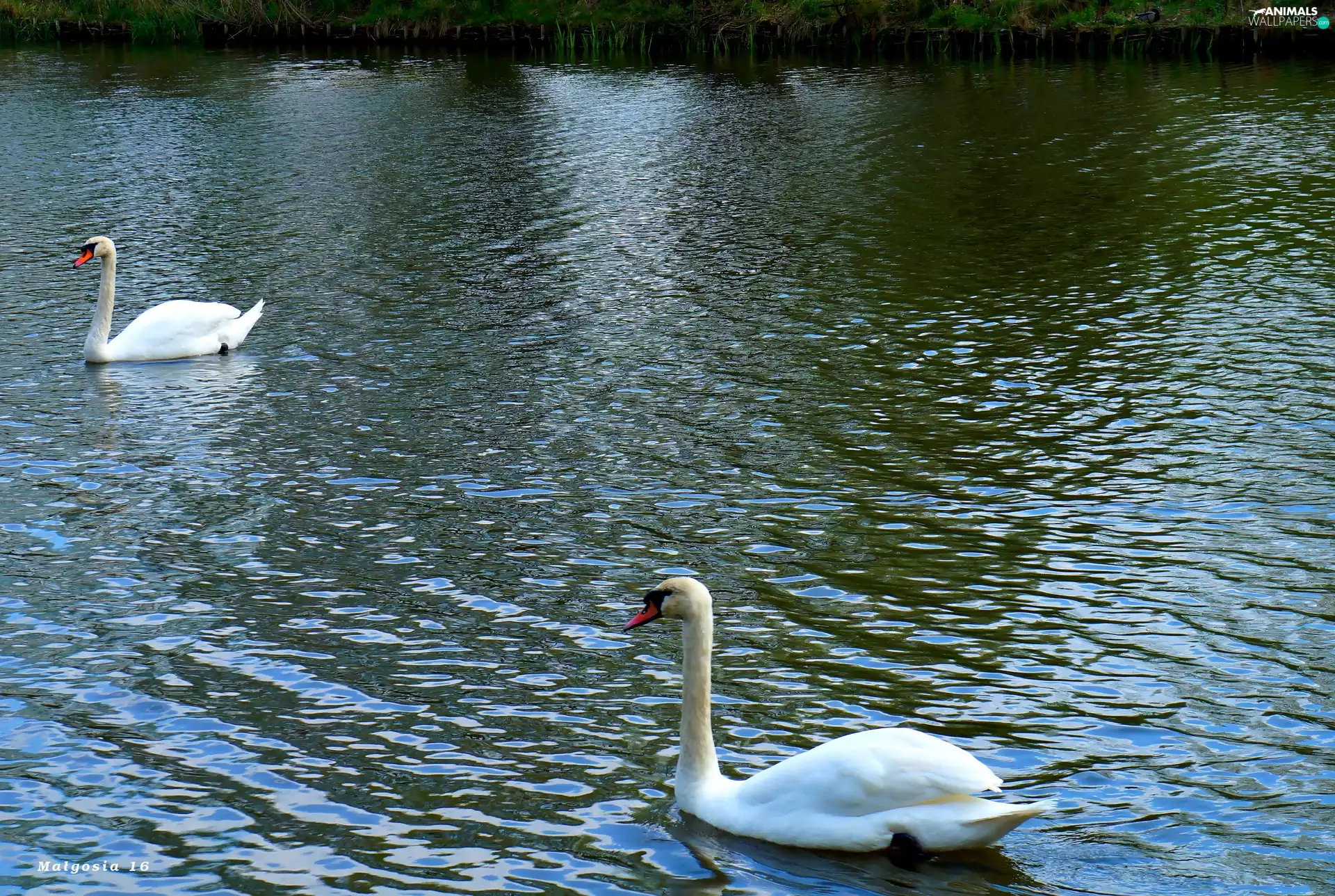 White, Swan, water, birds, lake