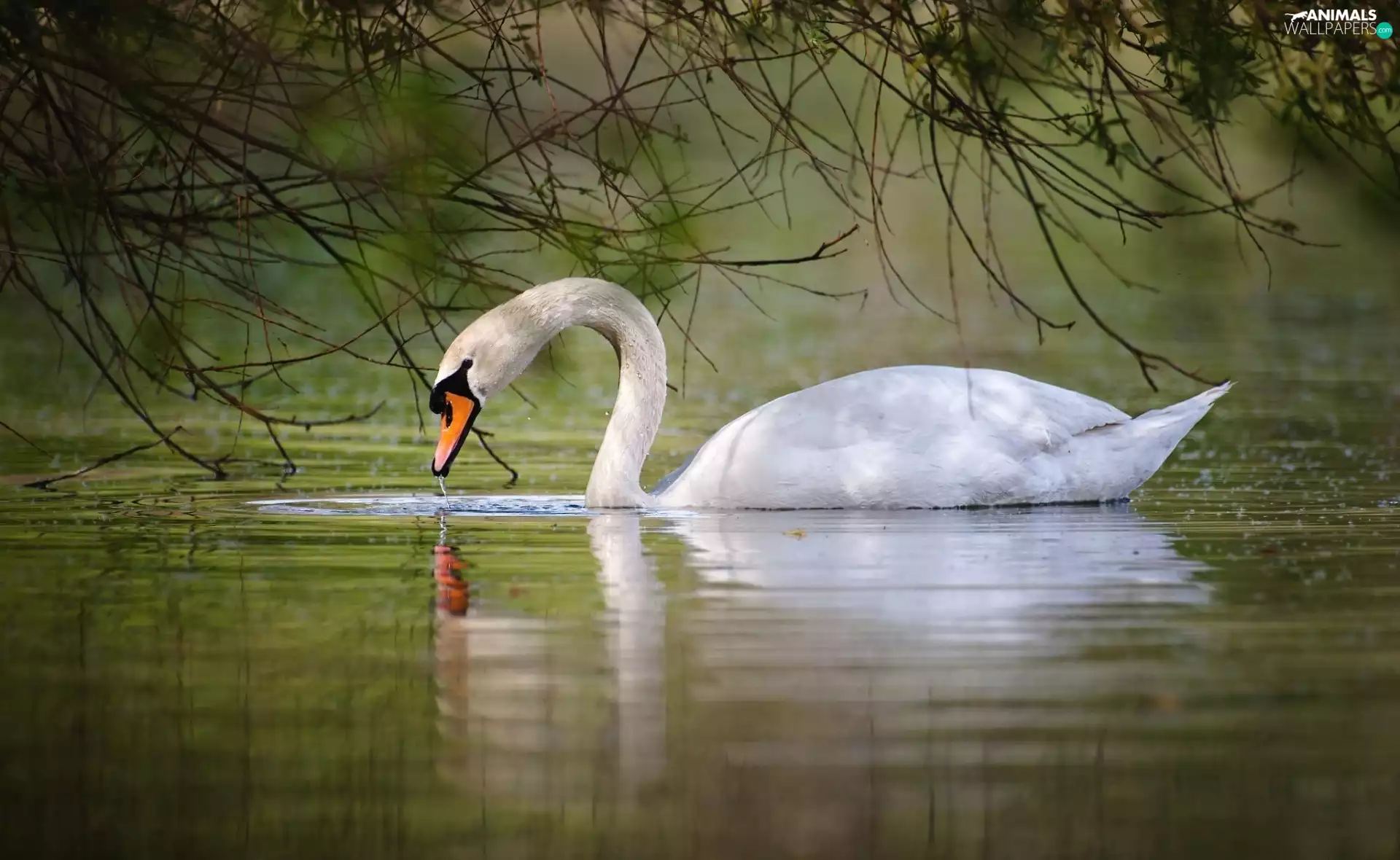 swan, water