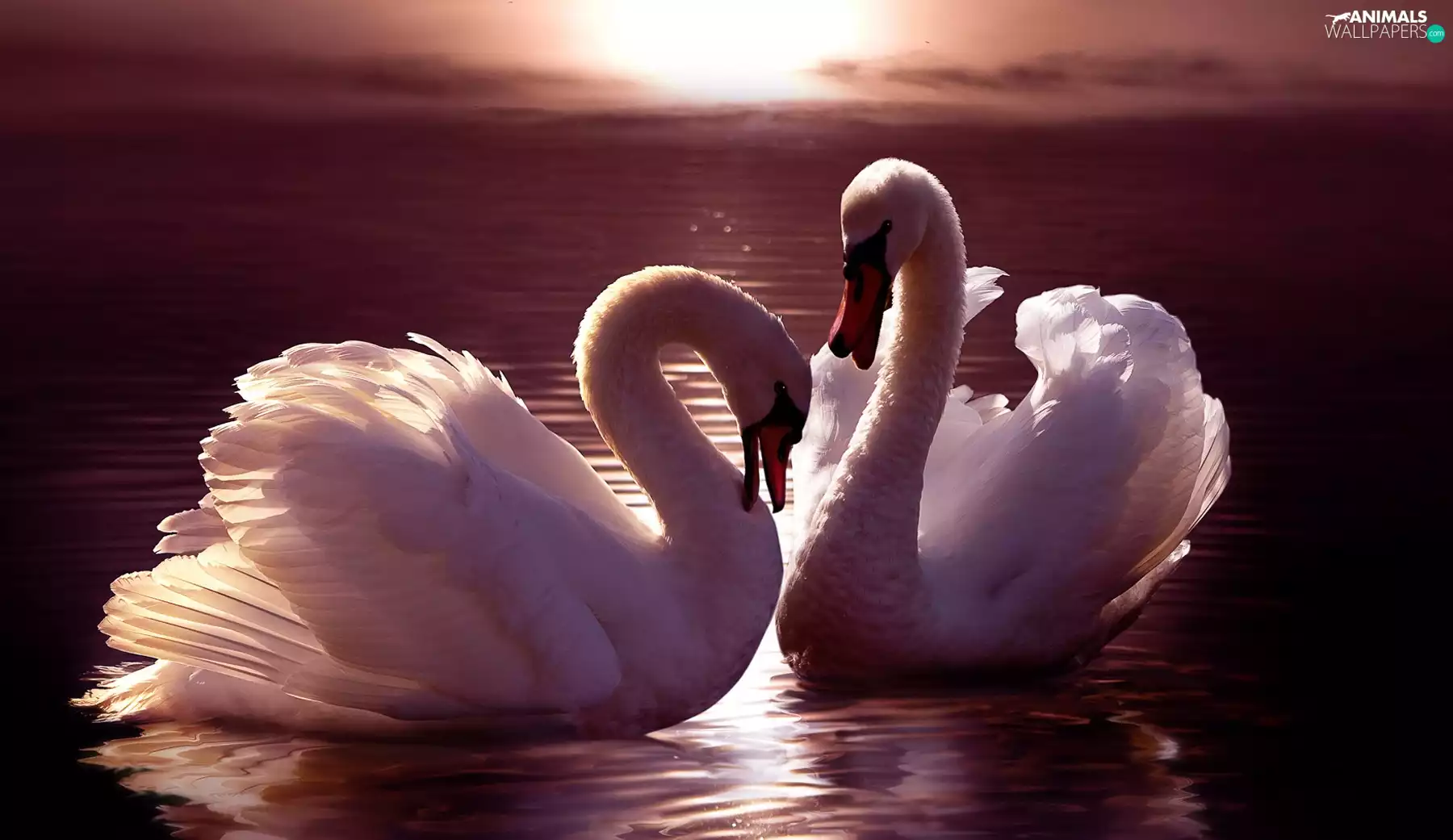 Swan