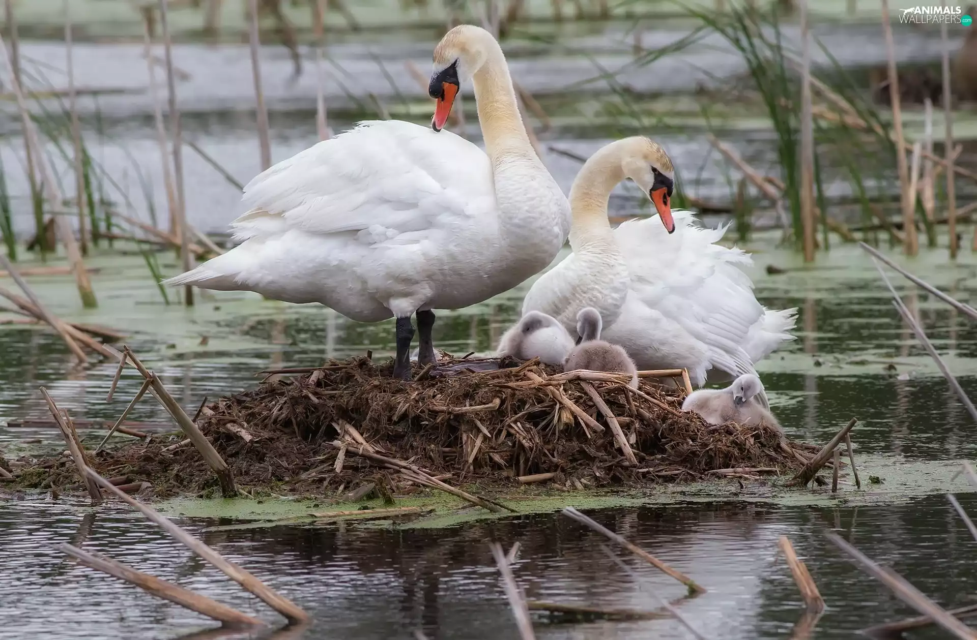 Steam, young, nest, swanlike