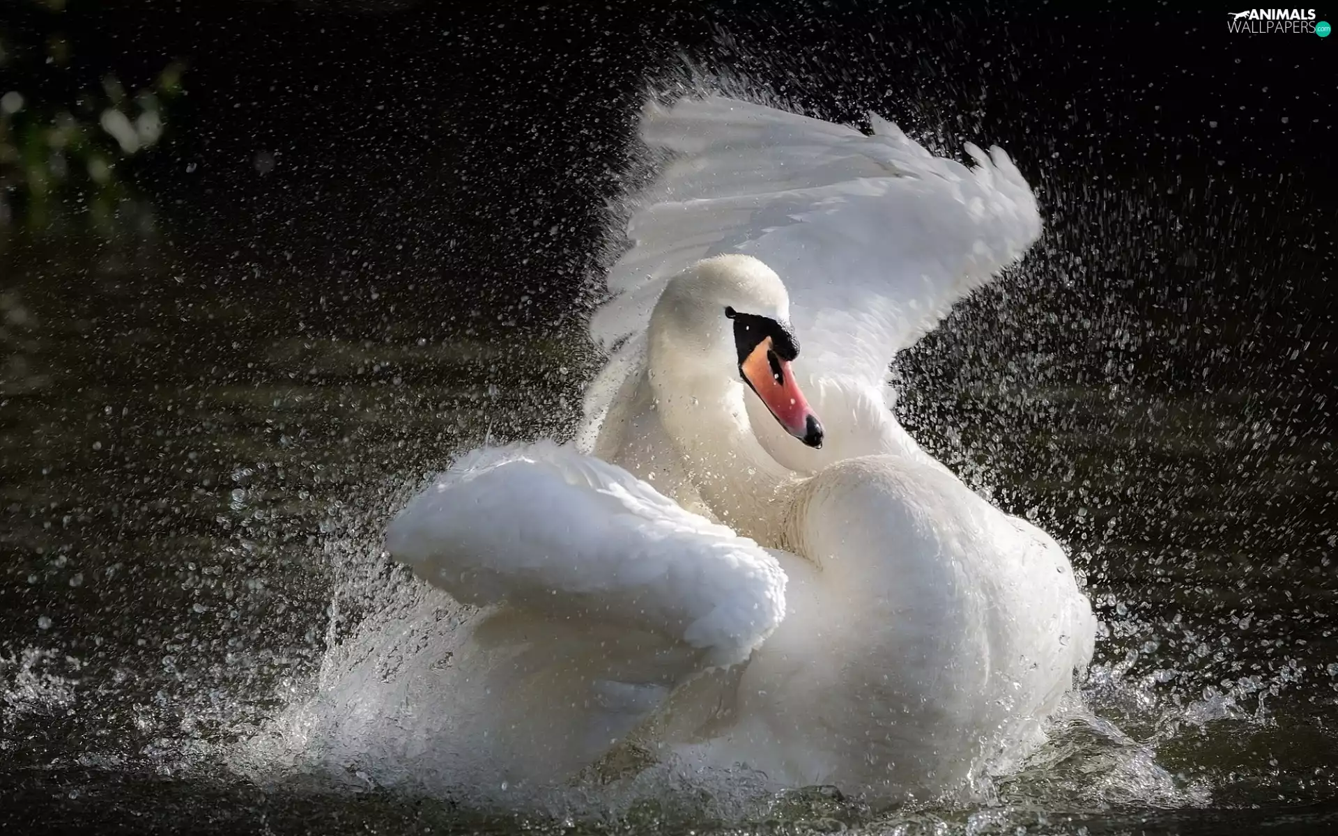 Bird, water, drops, Swans