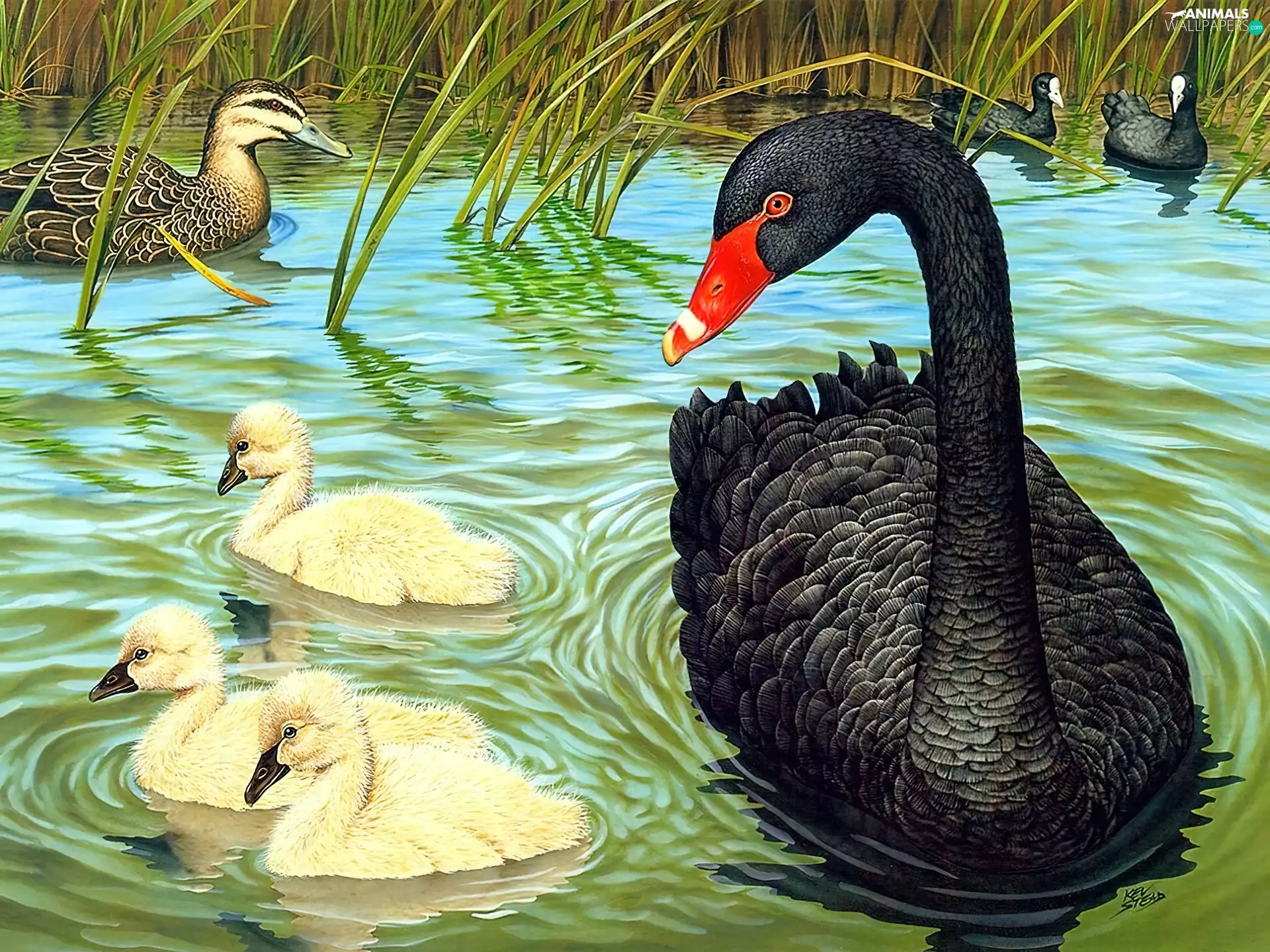 Black, young, picture, Swans