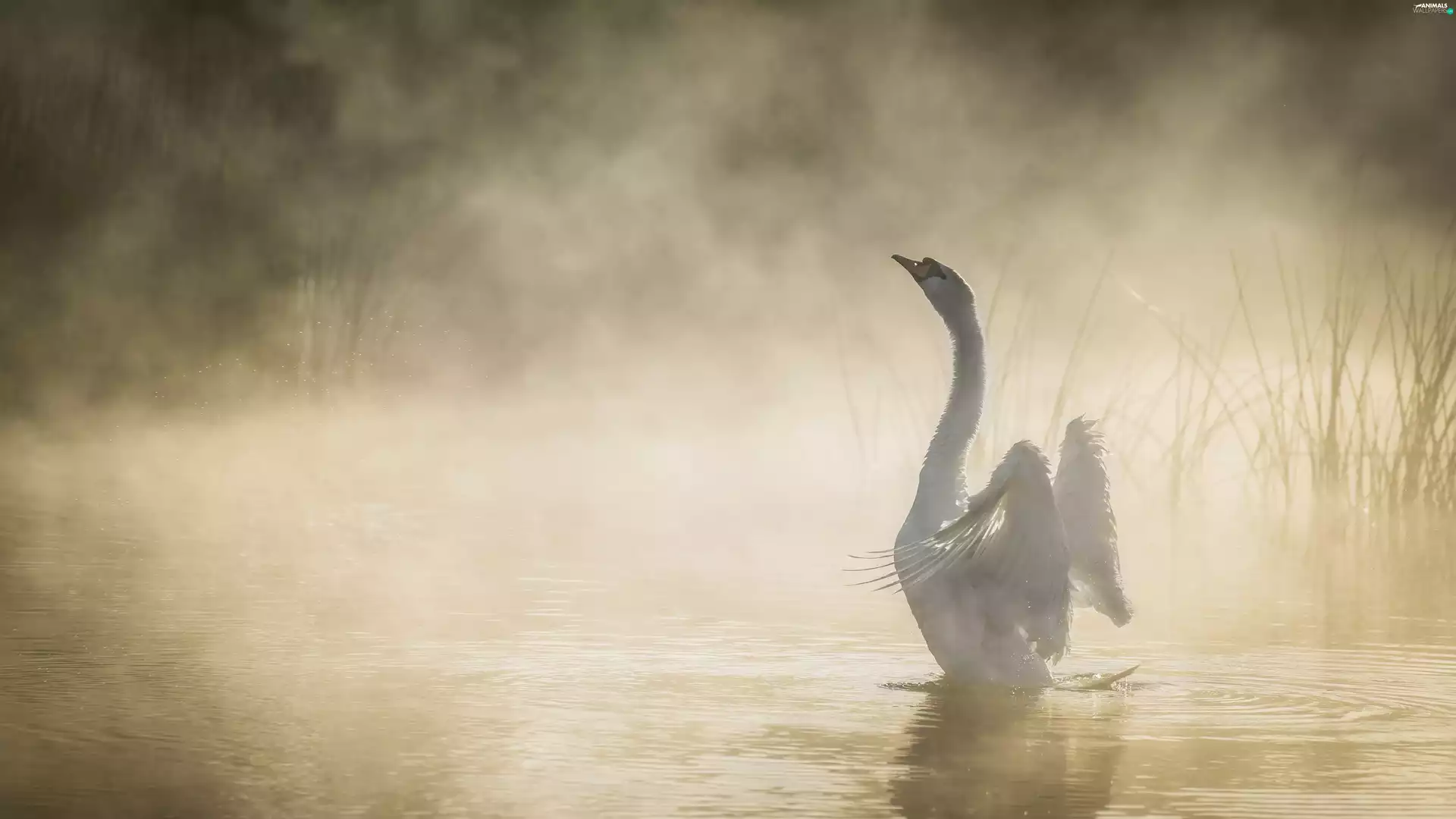 Swans, Fog