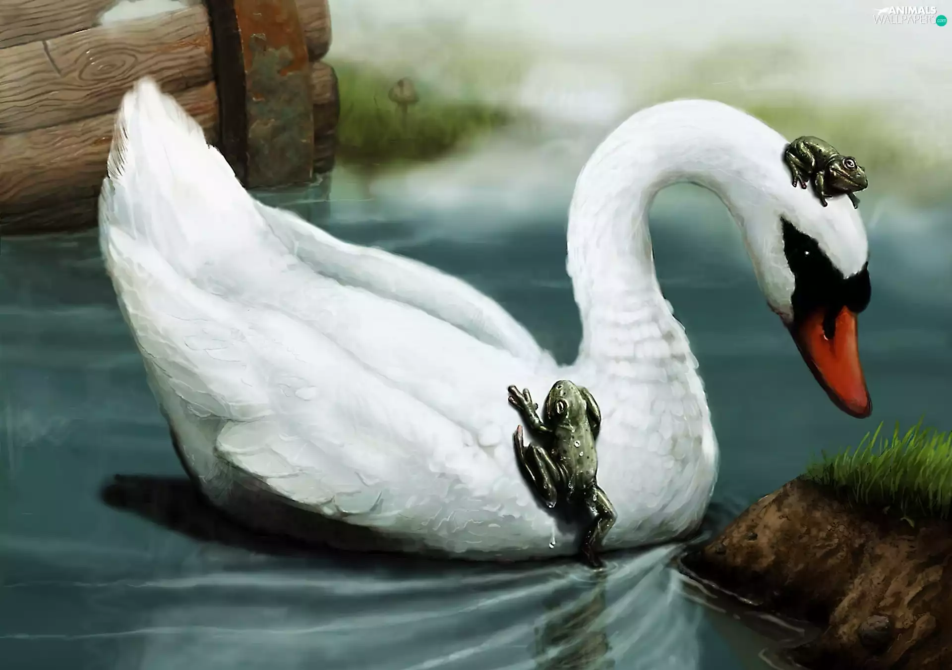 Swans, frogs