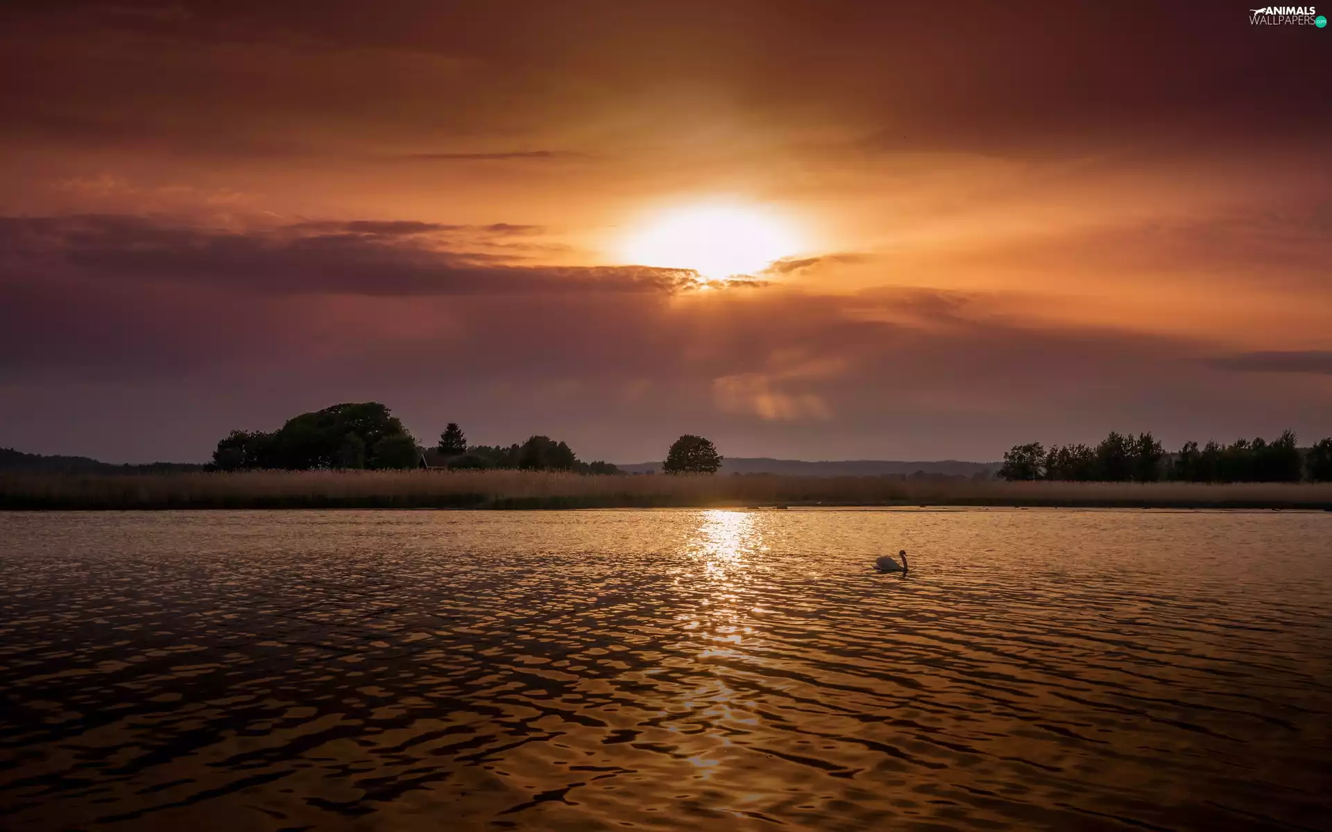 Swans, lake, medows, trees, rays, sun, Mountains, clouds, viewes