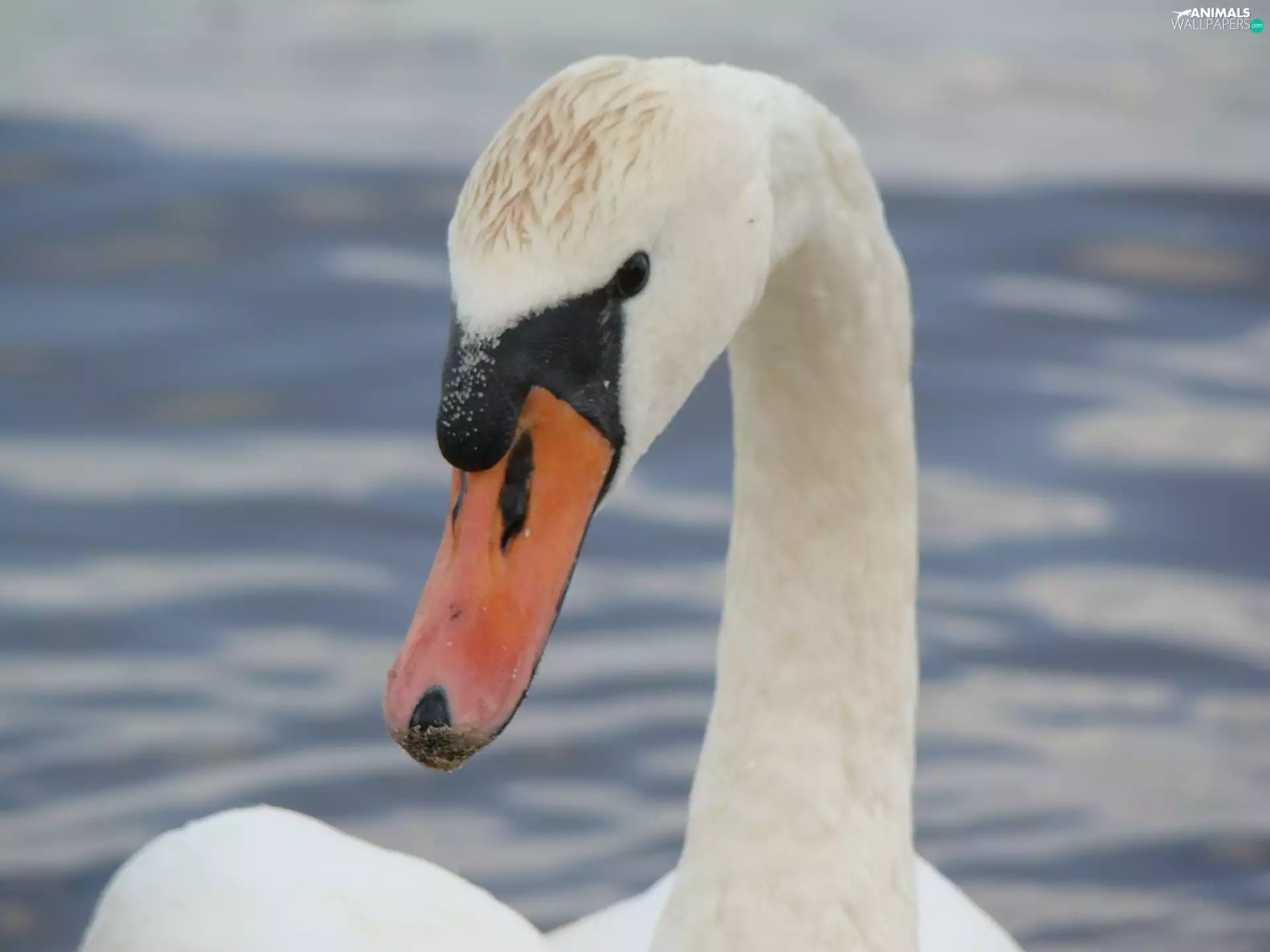 Swans, neck