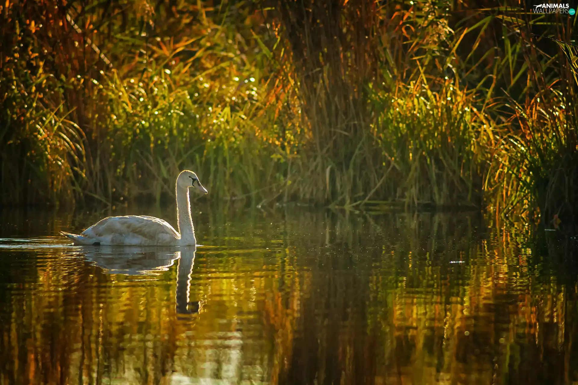 Pond - car, young, Swans