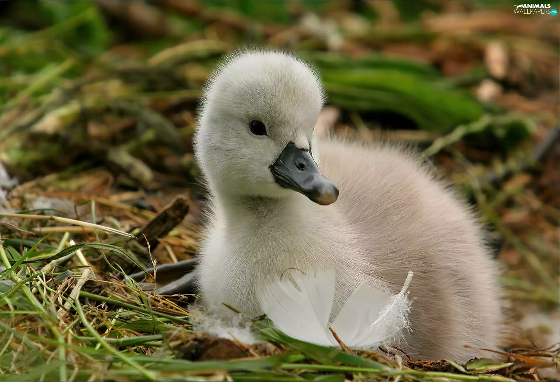 small, grass, feather, Swans