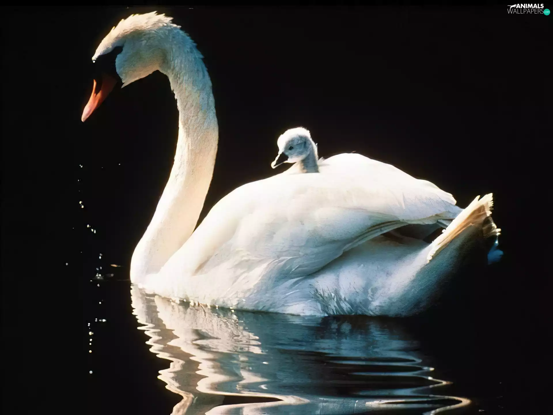 Swans, Swan