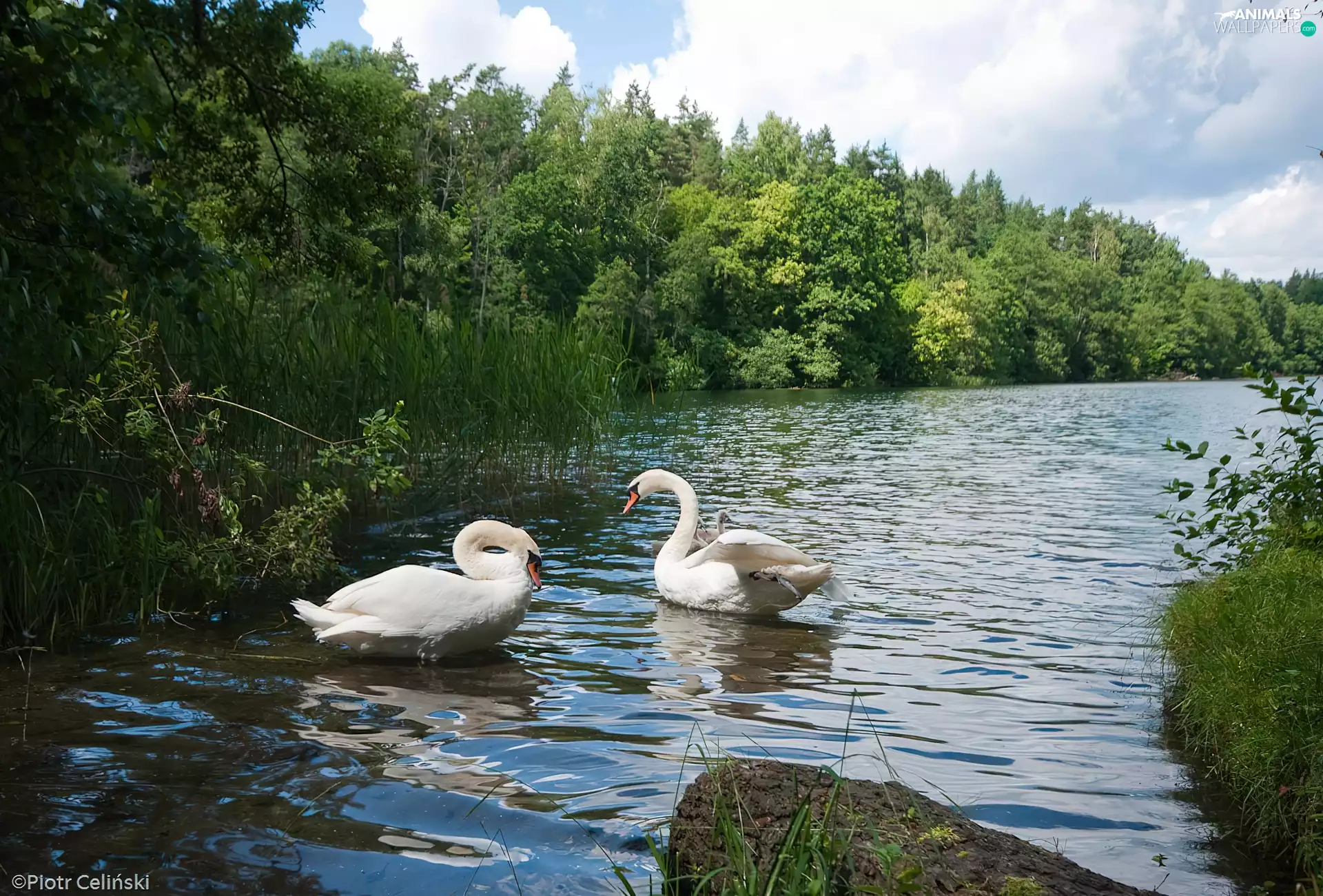 Two cars, mute swans