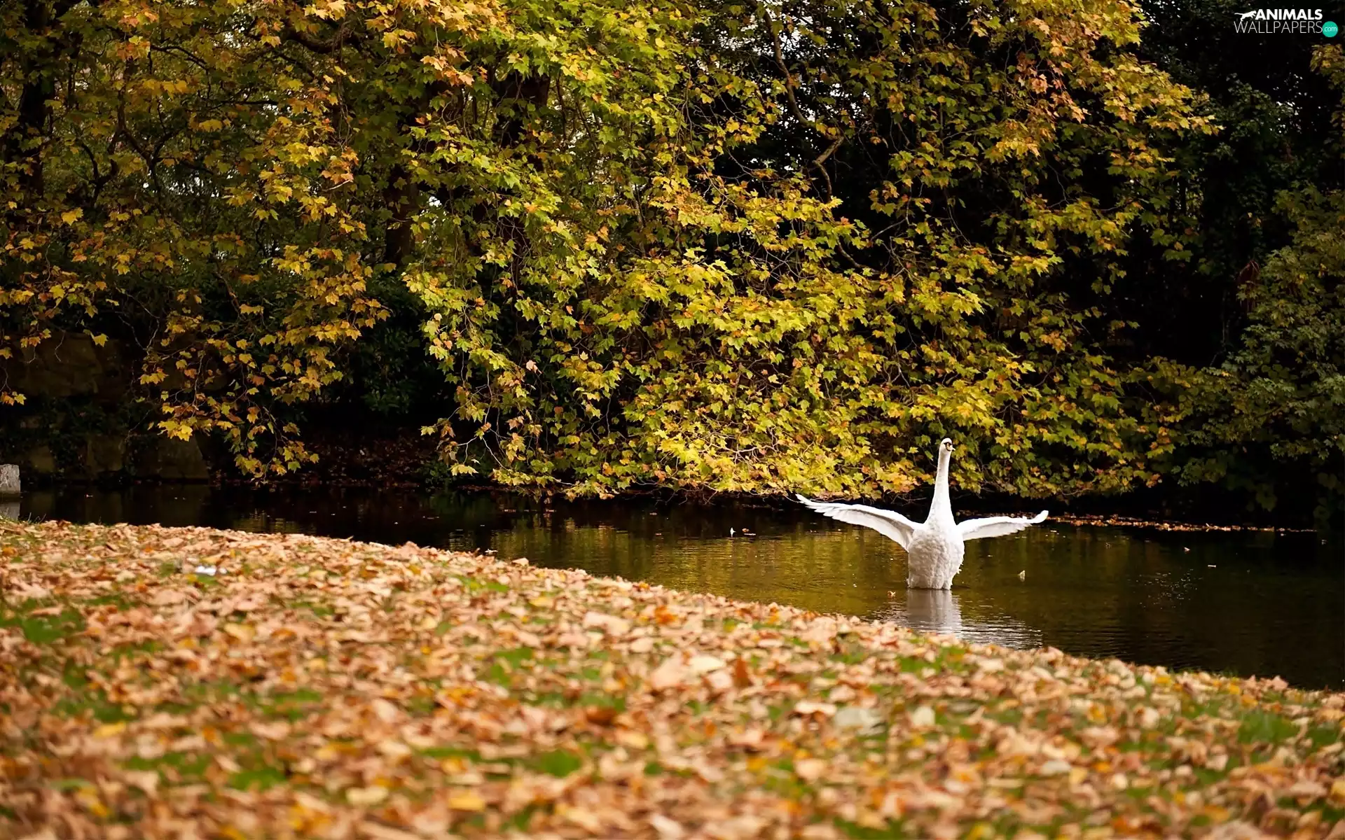 fallen, trees, River, Swans, Leaf, viewes