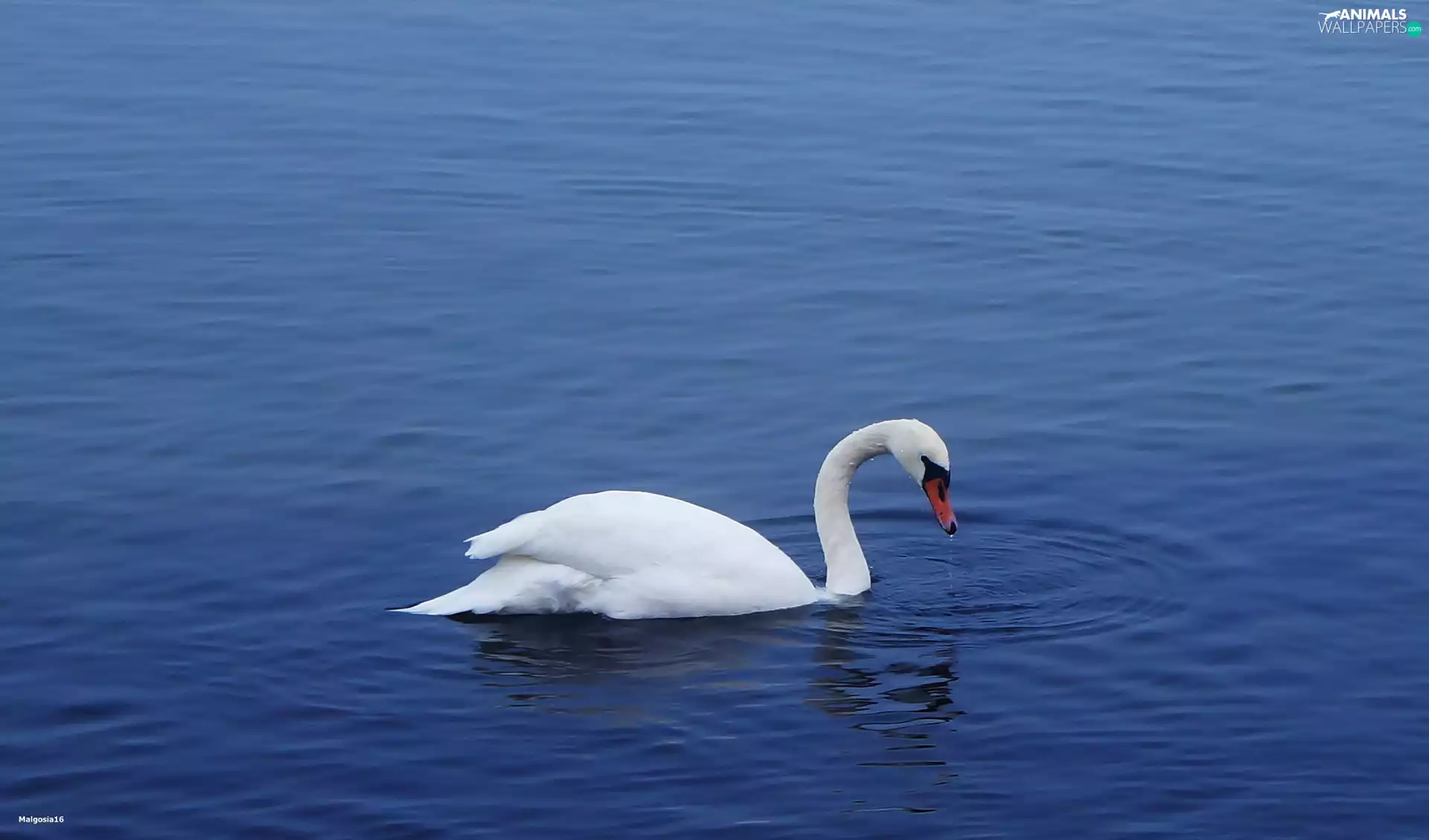 Swans, water