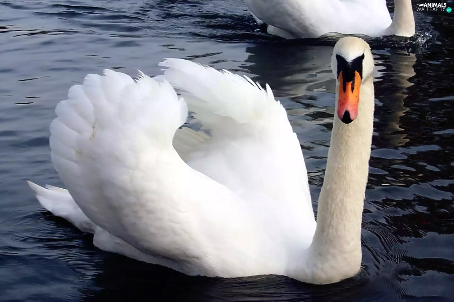 Swans, water