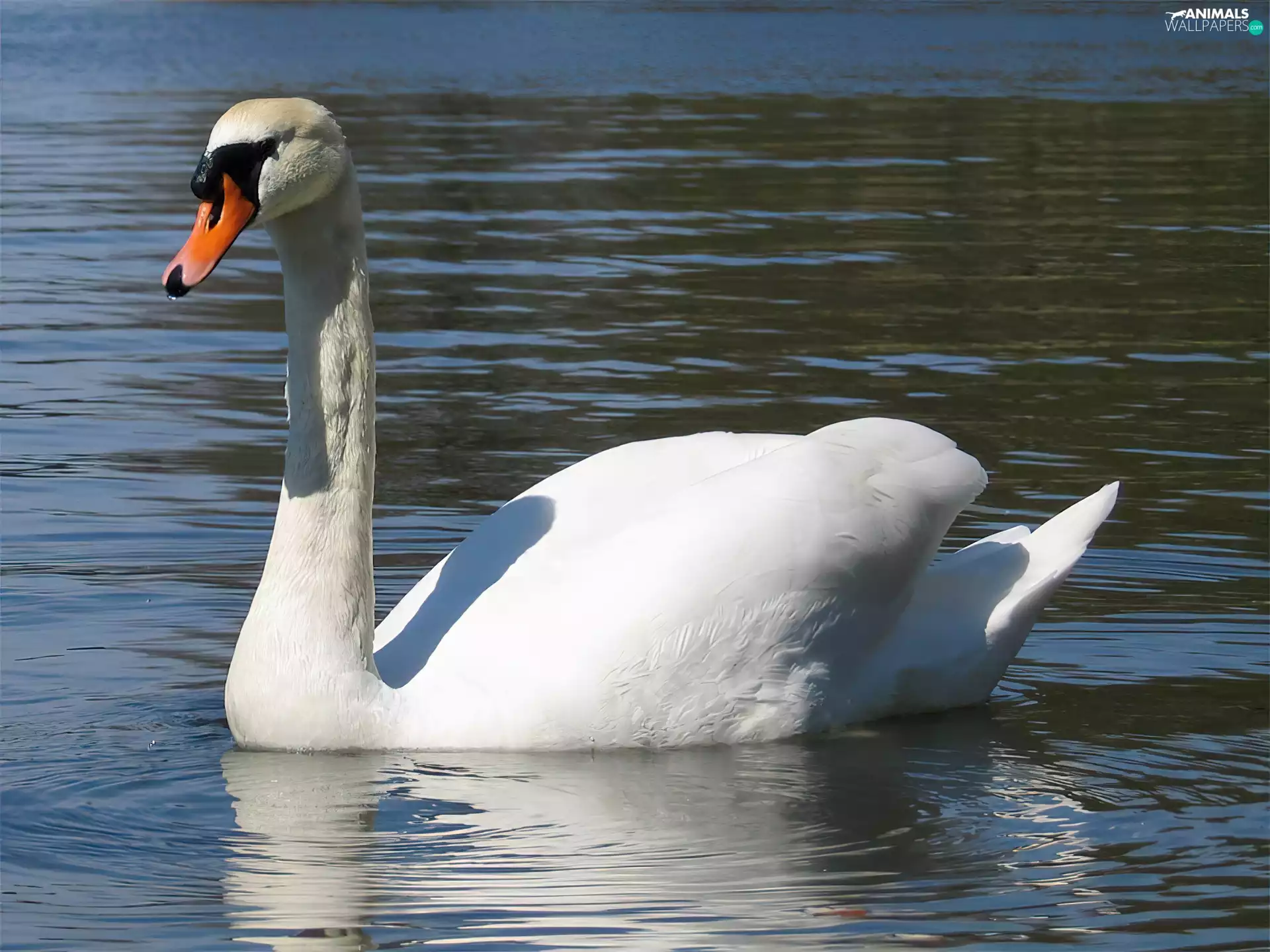 Swans, water