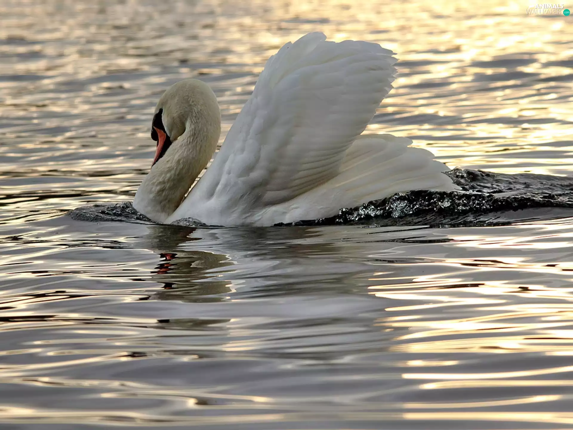 Swans, water